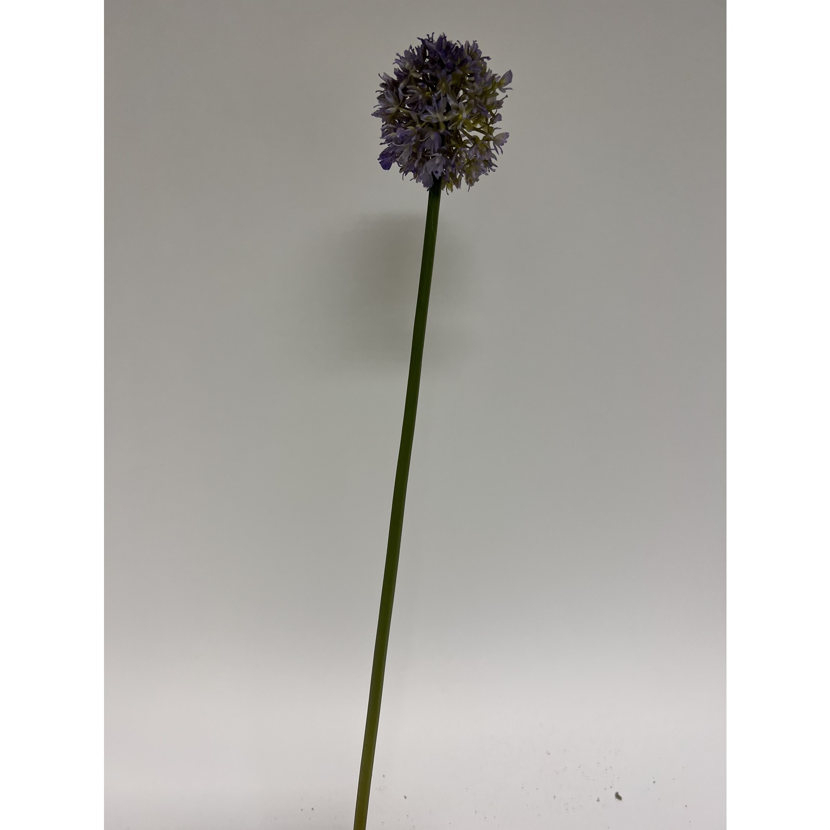 ALLIUM FANTASIA  | PAARS | 57 CM