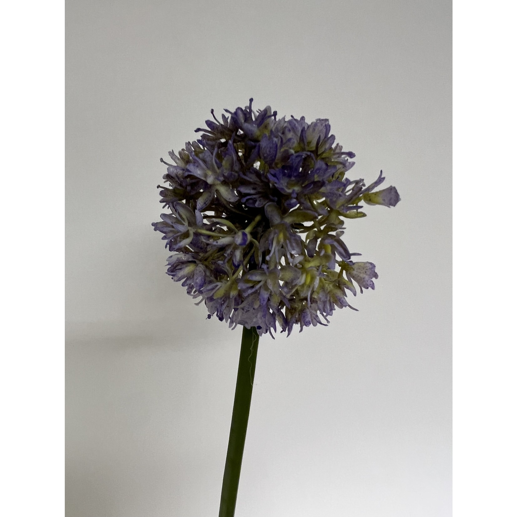 ALLIUM FANTASIA  | PAARS | 57 CM