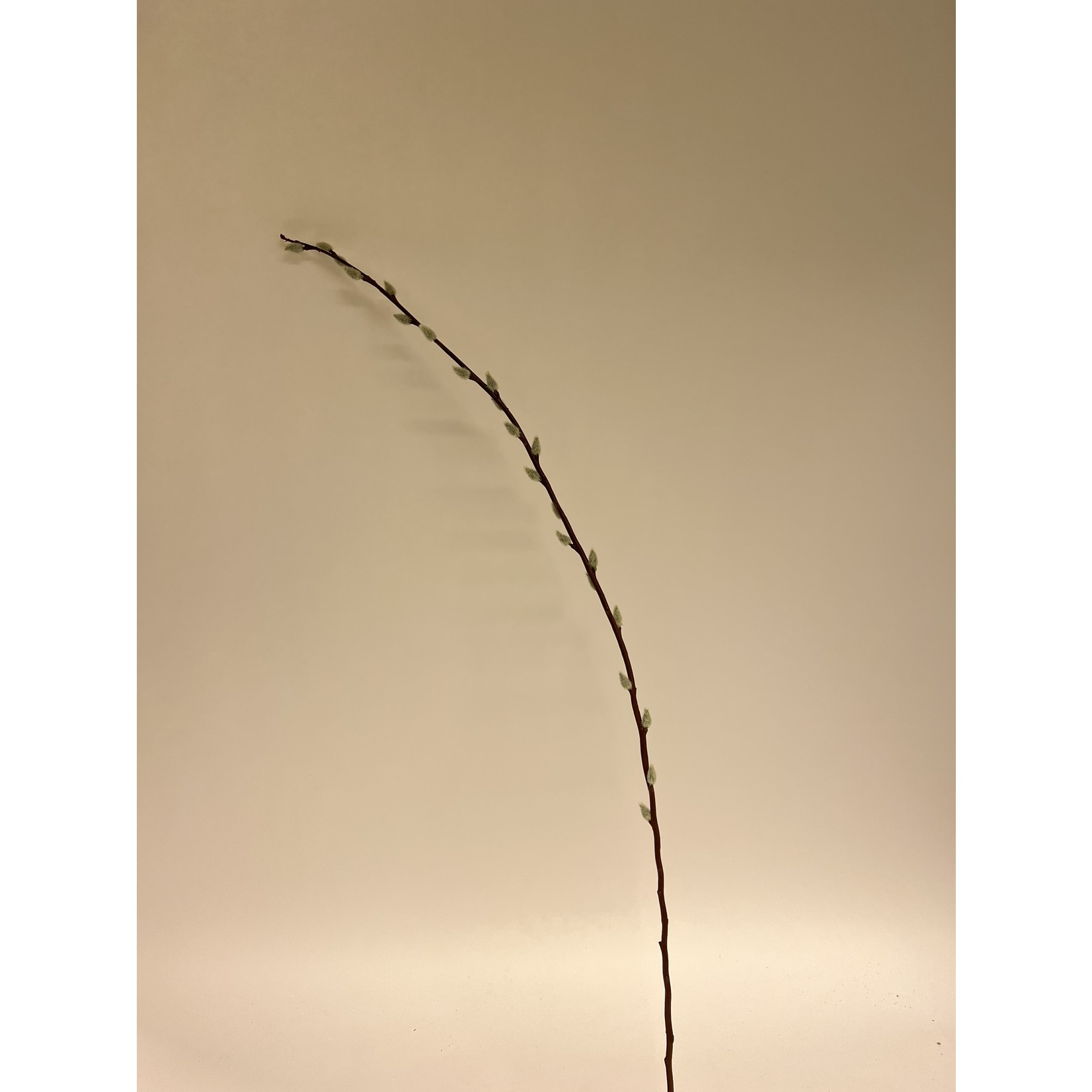 PUSSY WILLOW | BROWN | 100 CM