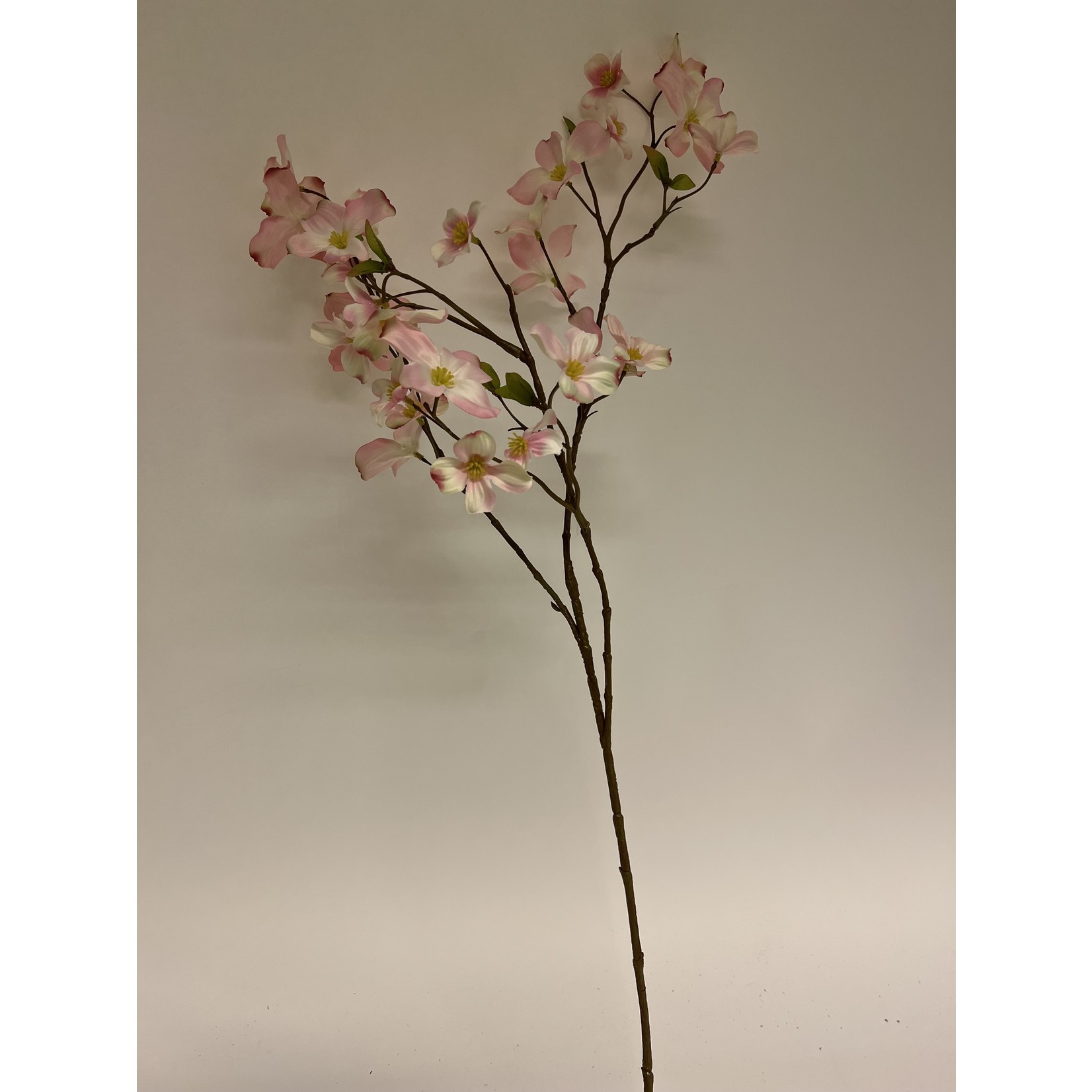 CORNUS STELLAR PINK | PINK | 83 CM