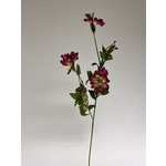 CHEIRANTHUS | RED | 65 CM