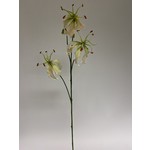 GLORIOSA | LICHT ROZE | 80 CM