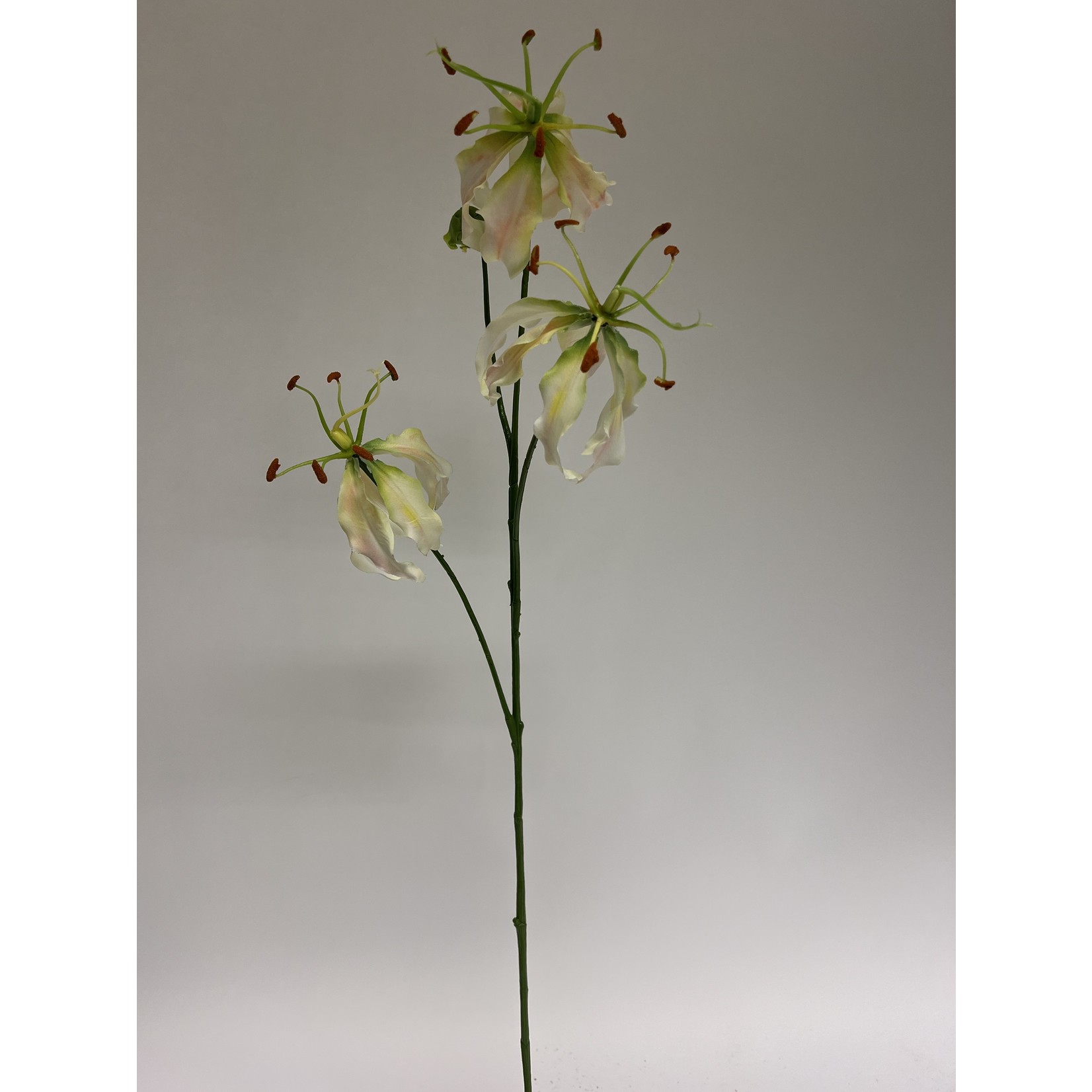 GLORIOSA | LICHT ROZE | 80 CM