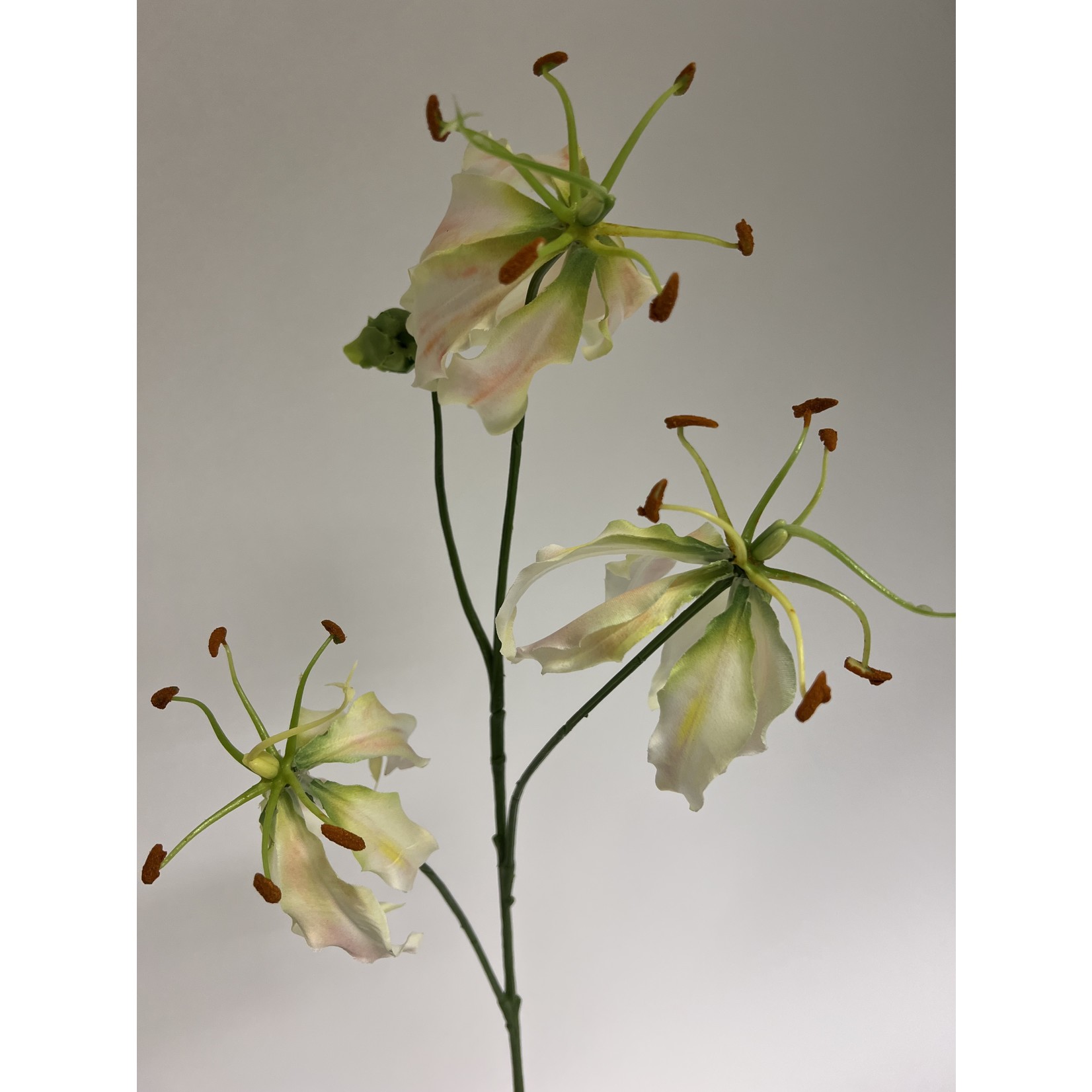 GLORIOSA | LICHT ROZE | 80 CM