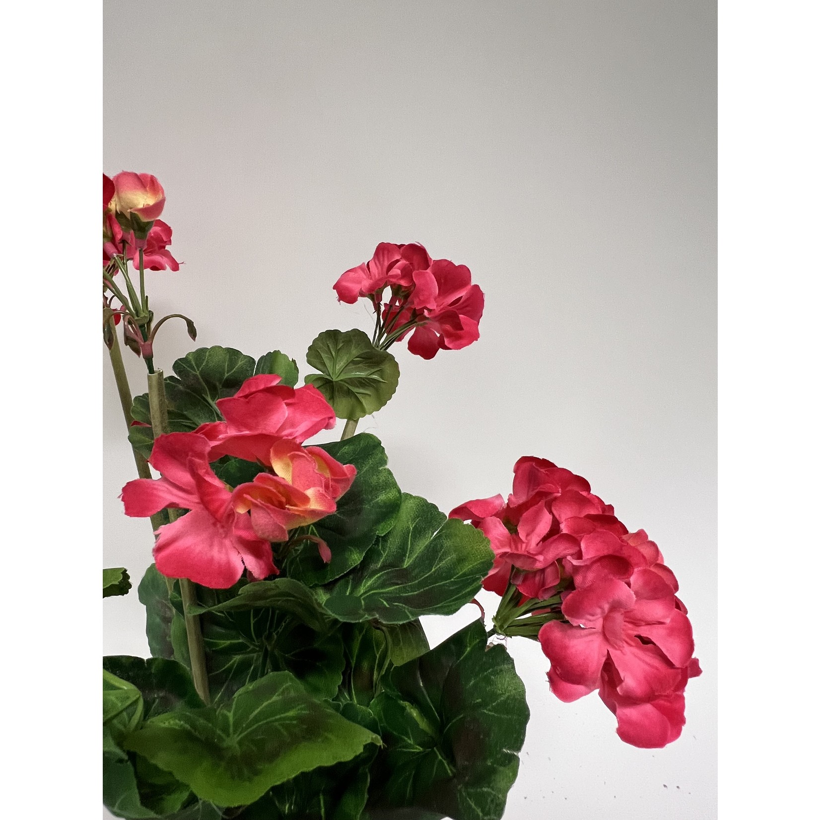 GERANIUM KATARINA | PINK | 48 CM