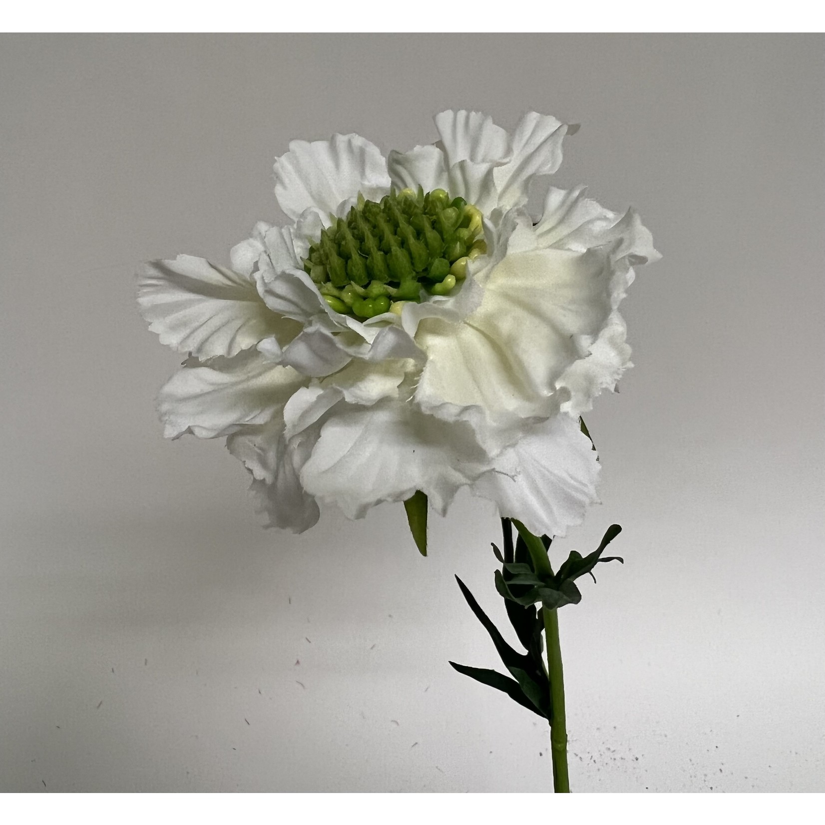 SCABIOSA ALBA | WIT | 36 CM