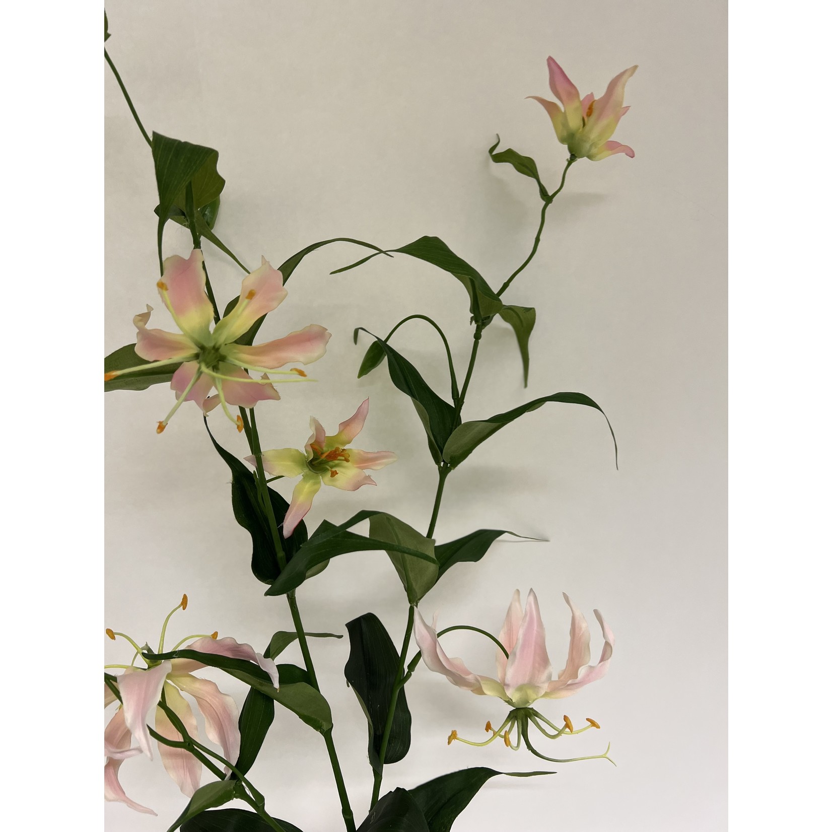 GLORIOSA XL| ROZE | 120 CM