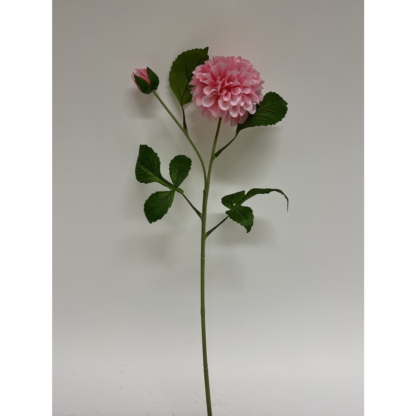 DAHLIA SANDRA | ROZE | 60 CM