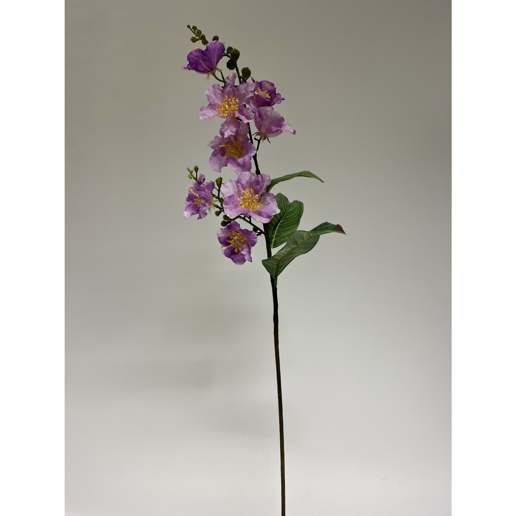 LAGERSTROEMERIA INDICA| LAVENDER | 90 CM
