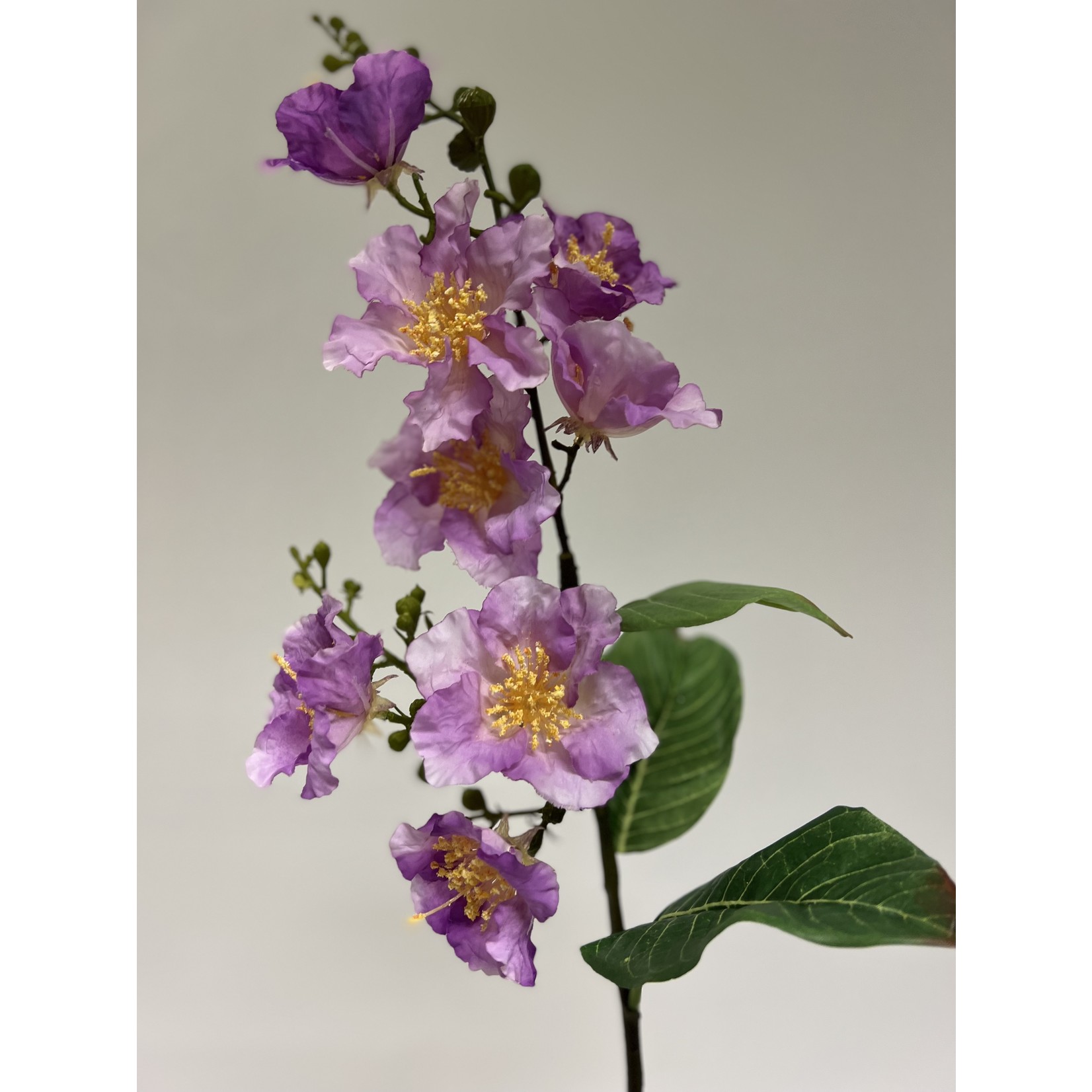 LAGERSTROEMERIA INDICA| LAVENDER | 90 CM