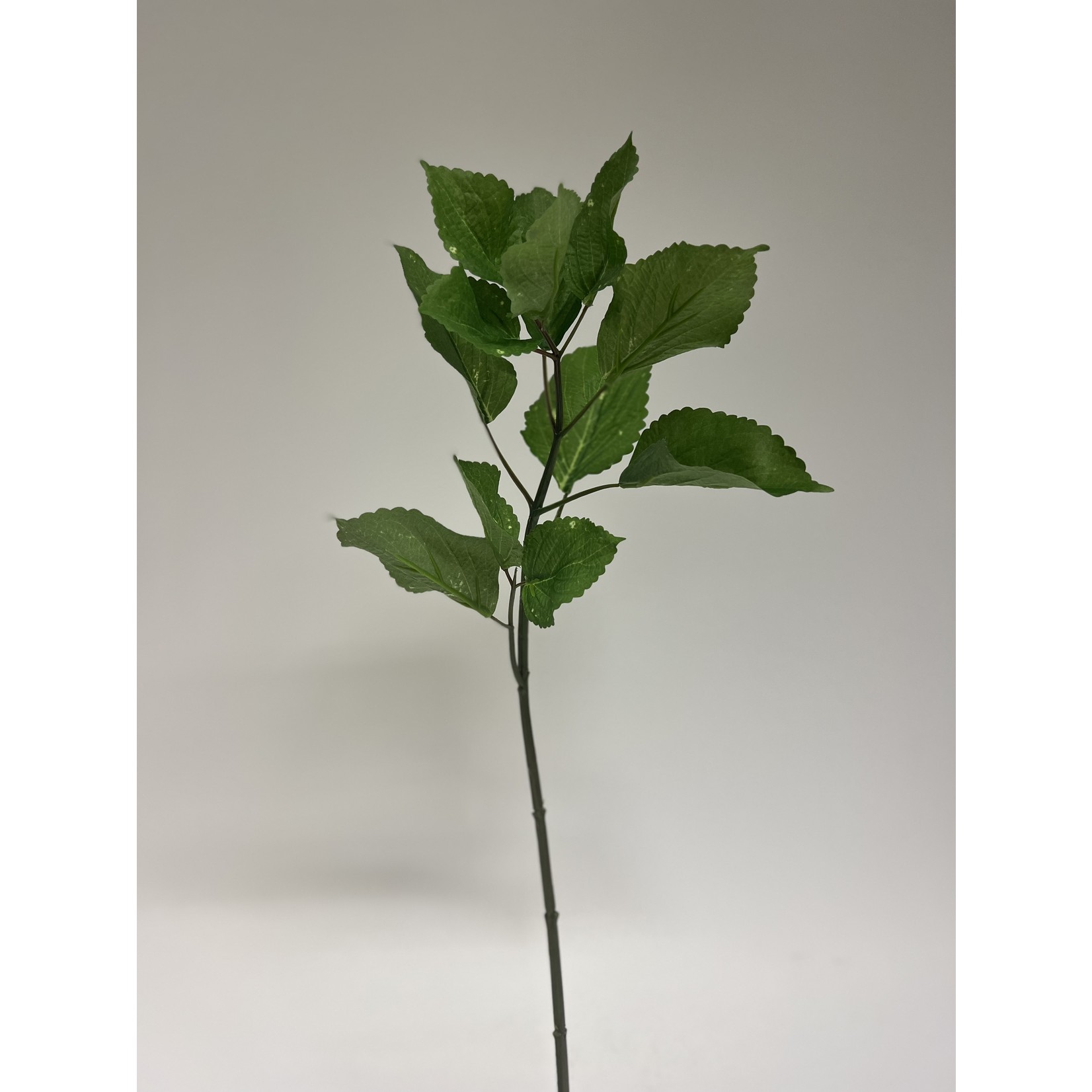 MOERBEI BLAD | GROEN | 57 CM