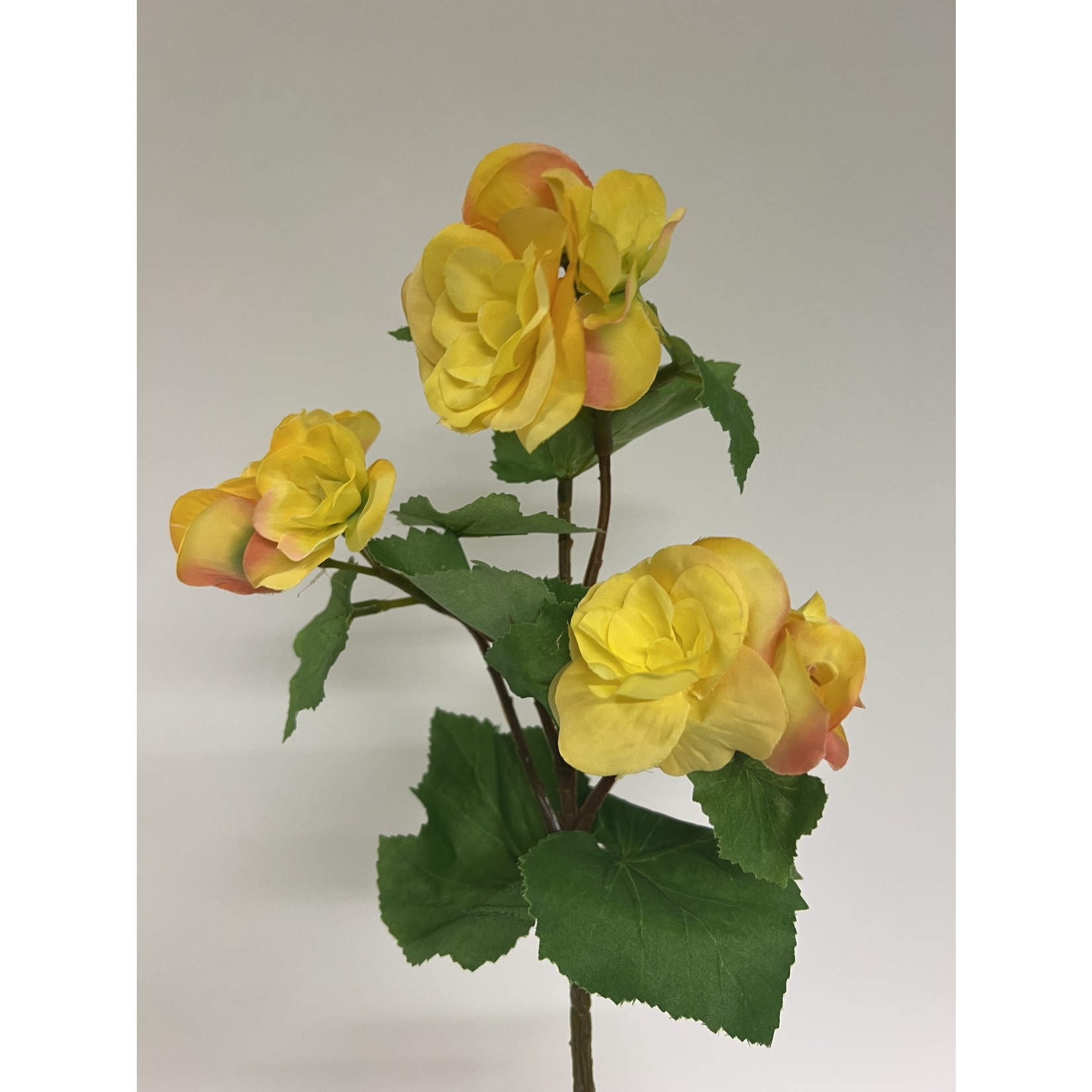 BEGONIA SHORT | YELLOW | 30 CM