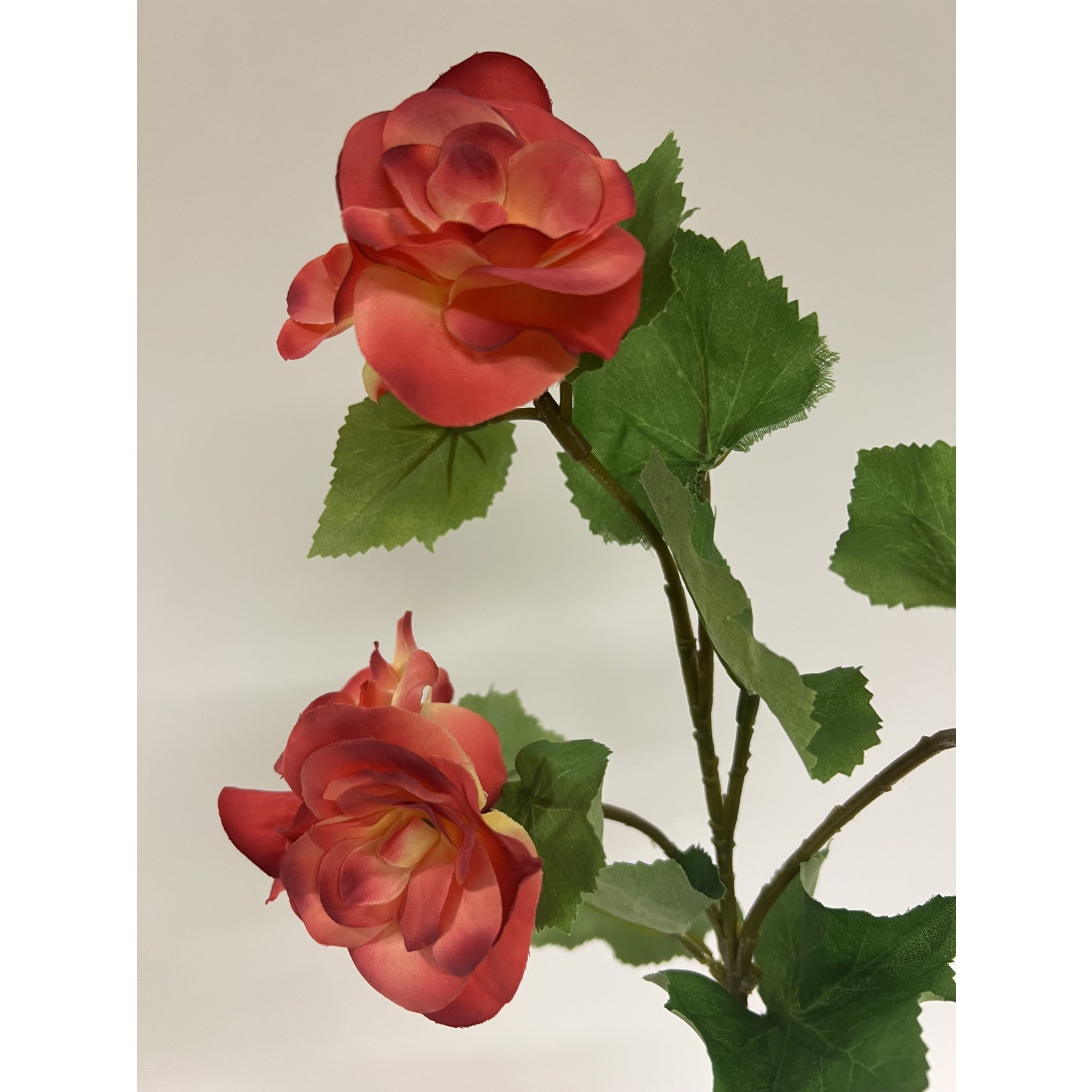 BEGONIA KORT | ROZE | 30 CM