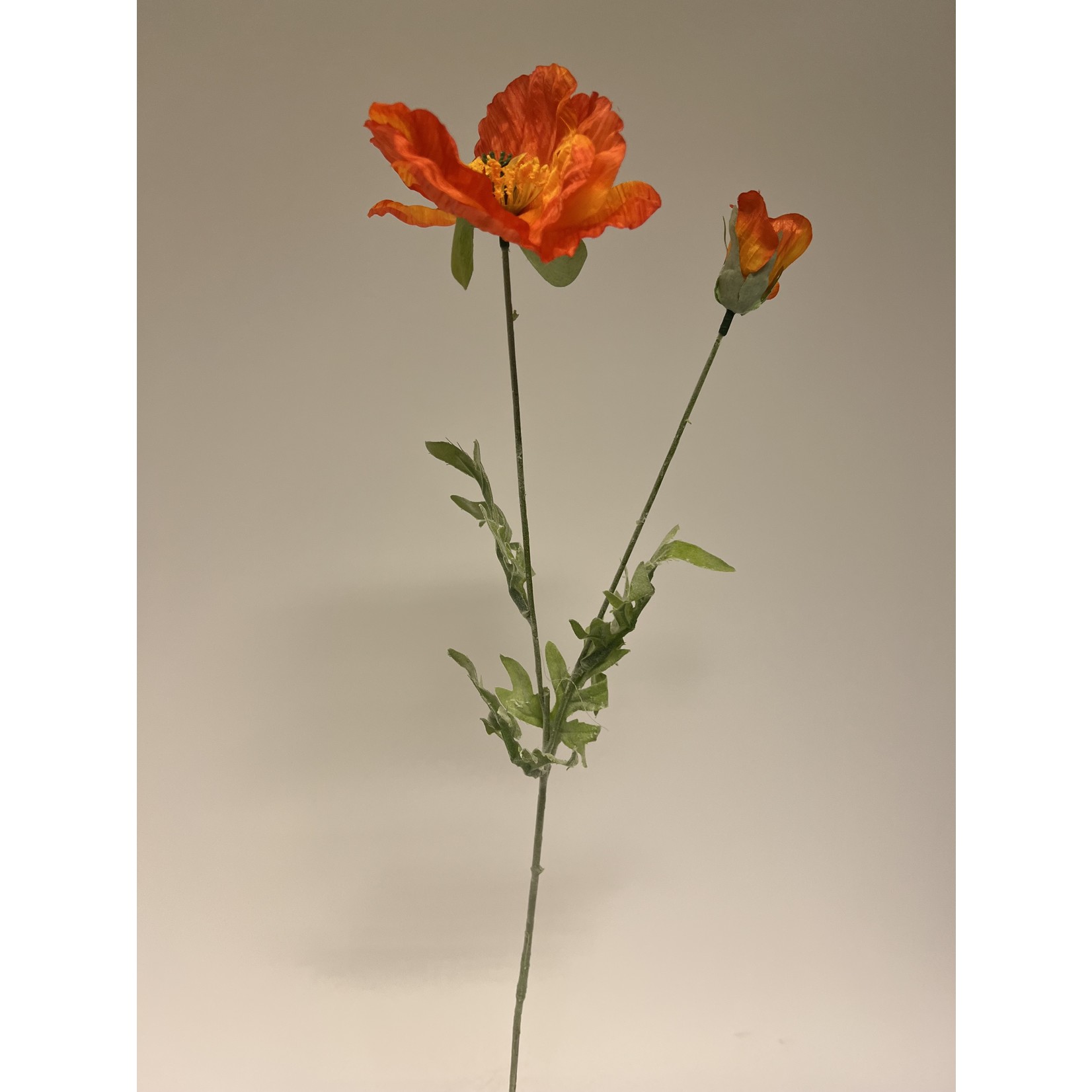 KLAPROOS BRILLIANT ORIENTAL | ORANJE | 65 CM