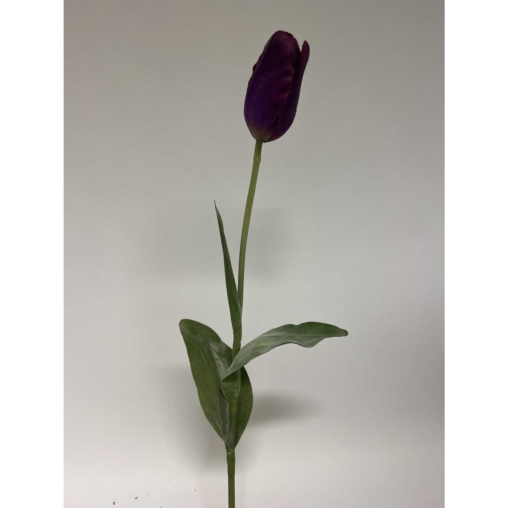 TULP PURPLE PRINCE | PAARS | 67 CM