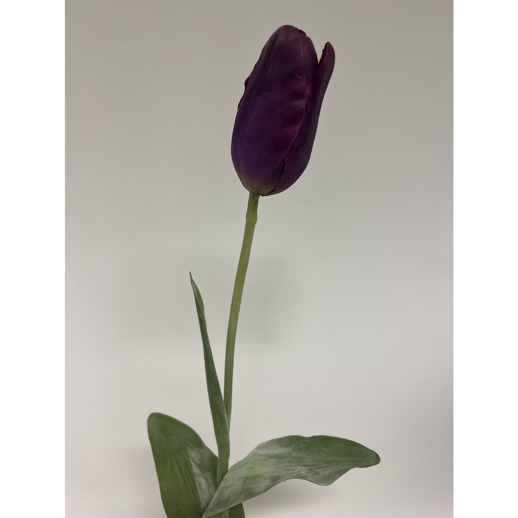 TULP PURPLE PRINCE | PAARS | 67 CM