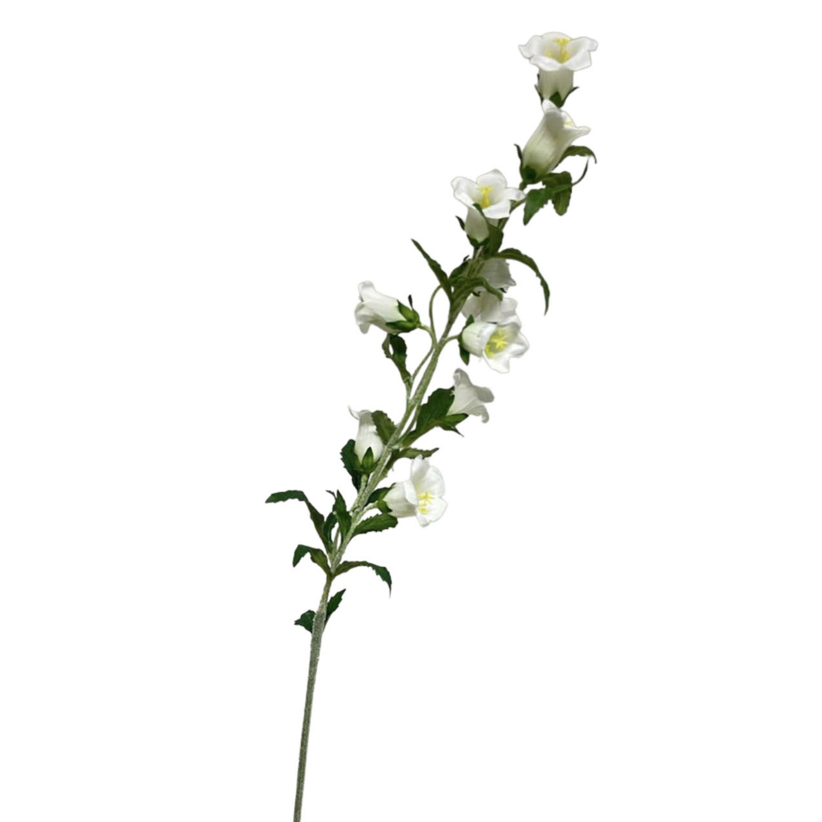 CAMPANULA | WIT | 86 CM