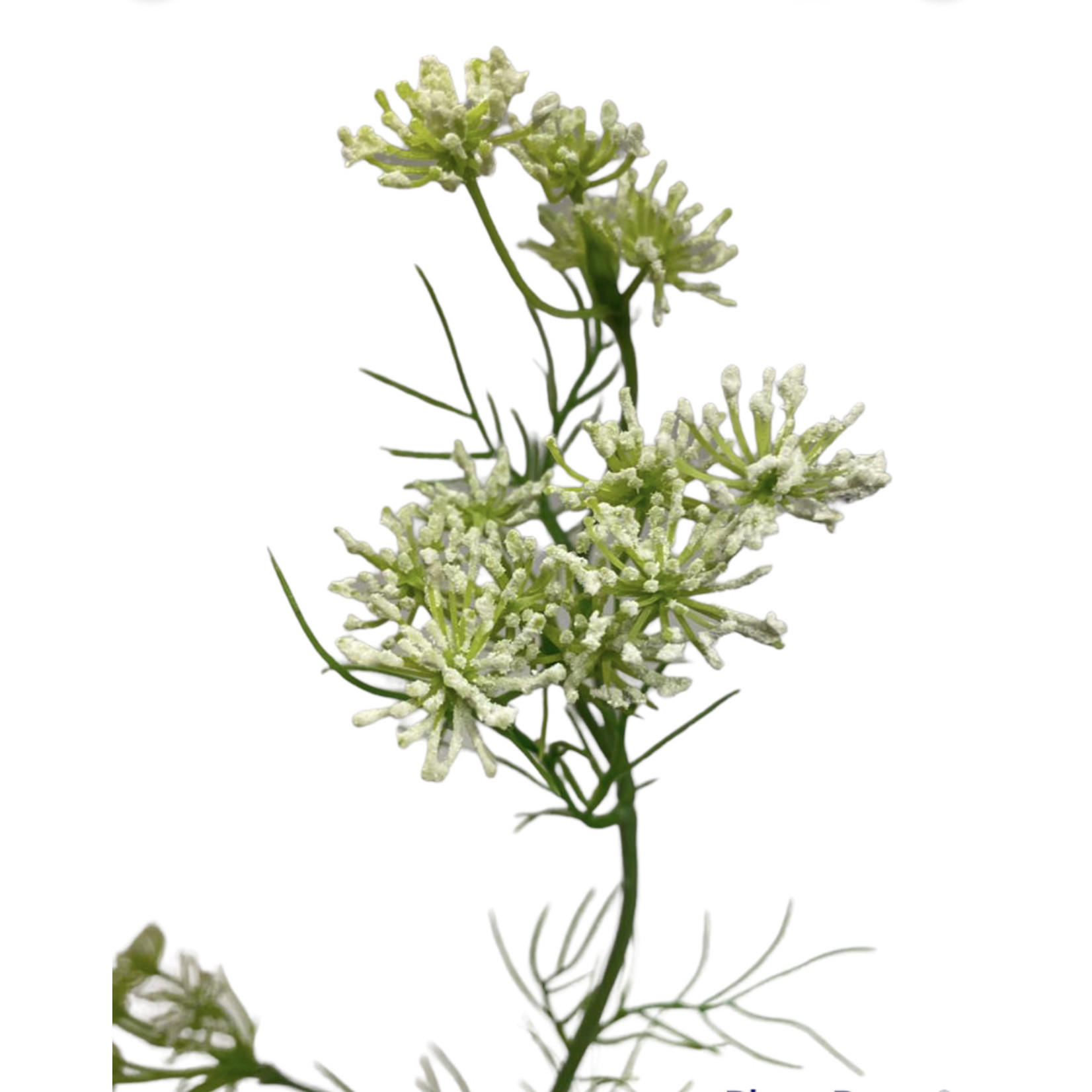 DILL | WHITE | 120 CM