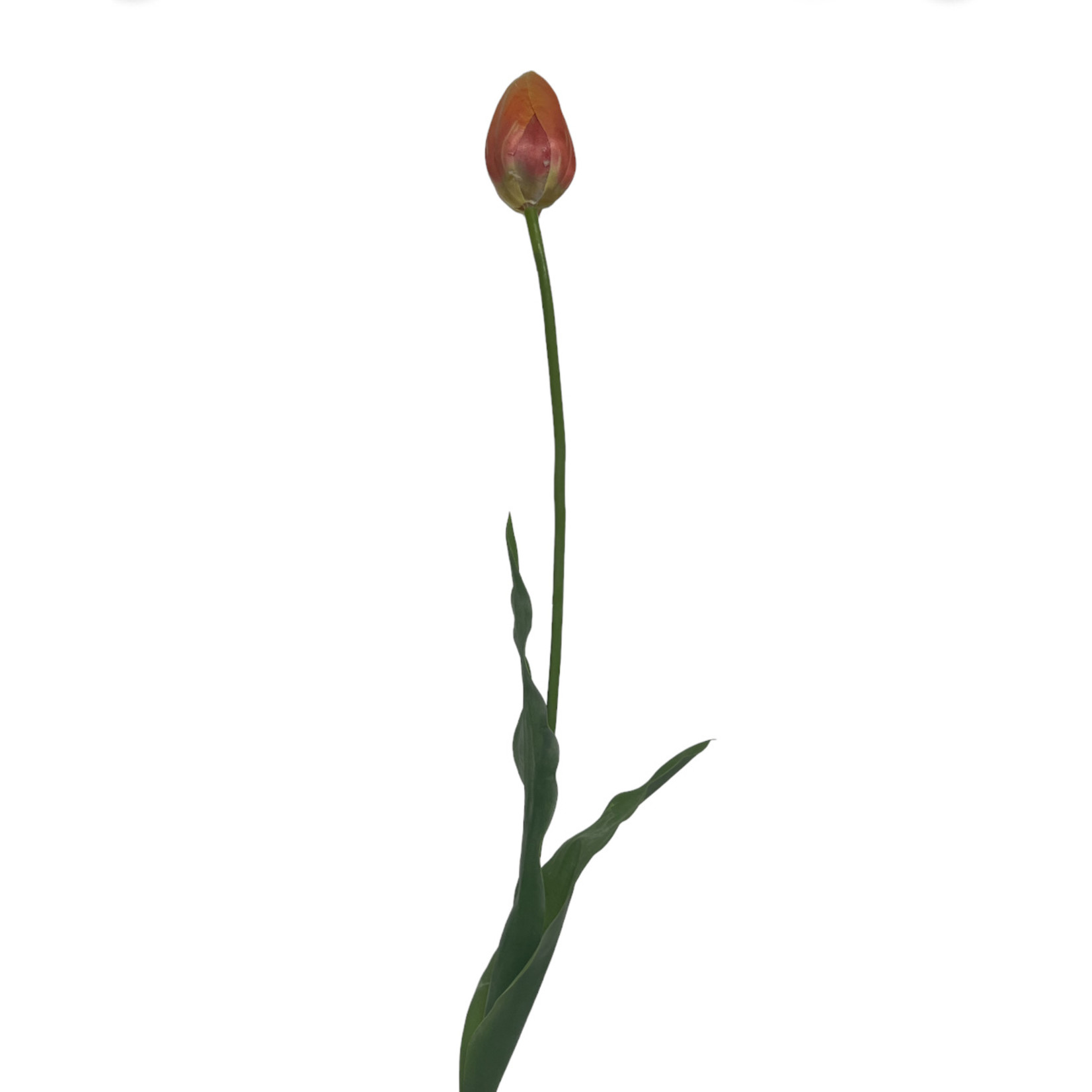 TULIP | ORANGE  | 66 CM