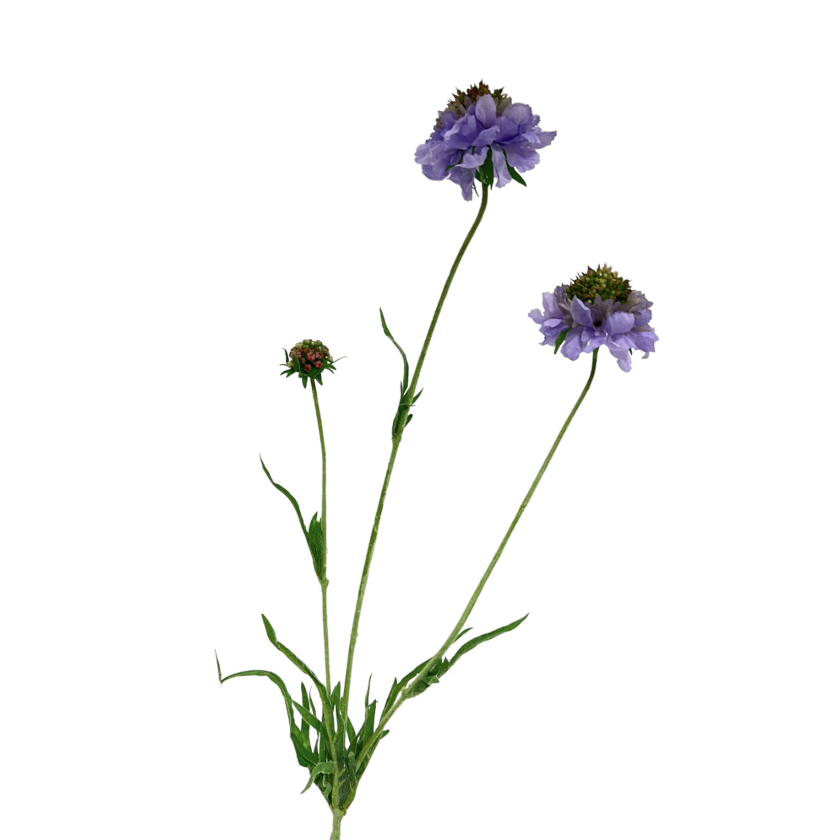 SCABIOSA | LILAC | 65 CM