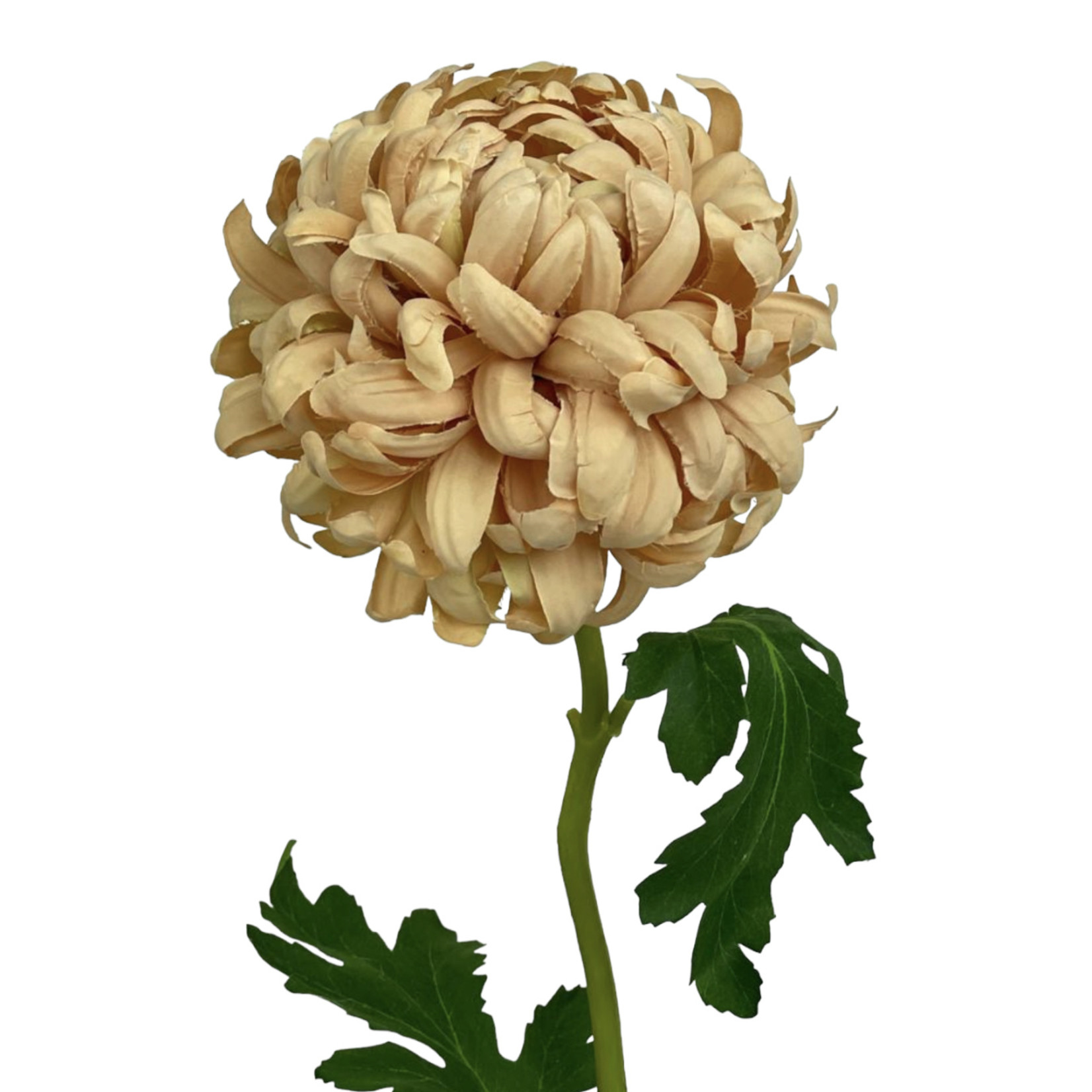 CHRYSANT CERTI | NUDE | 63 CM