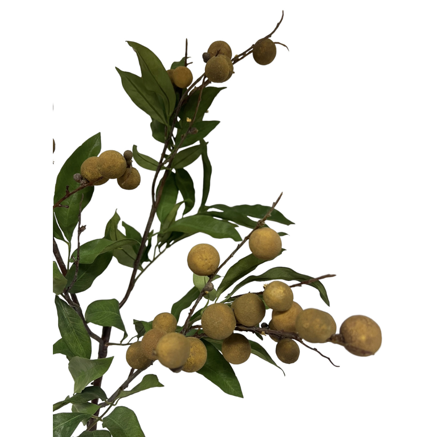 LONGAN BRANCH | GREEN | 86 CM