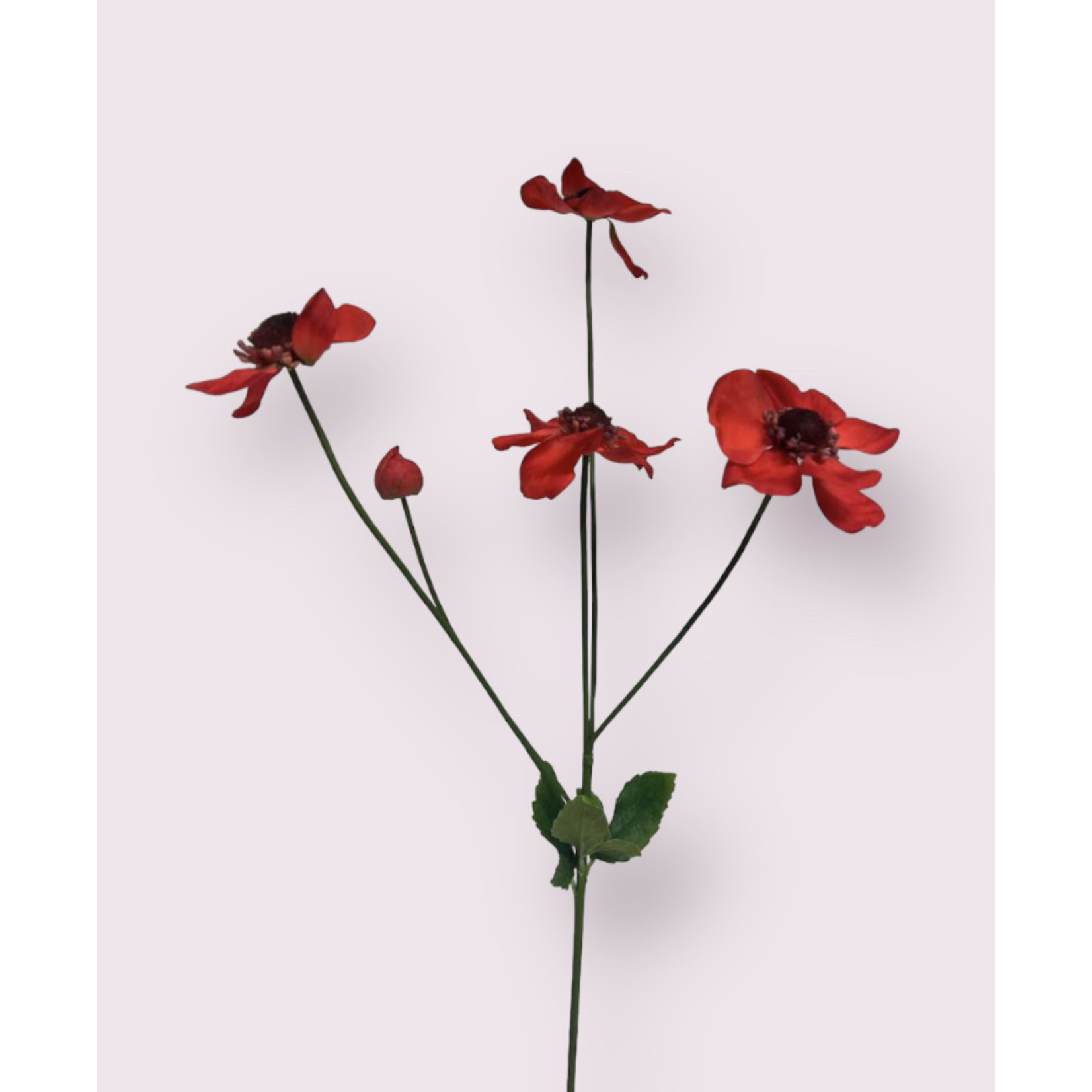 ANEMOON CORONARIA| ROOD | 73 CM