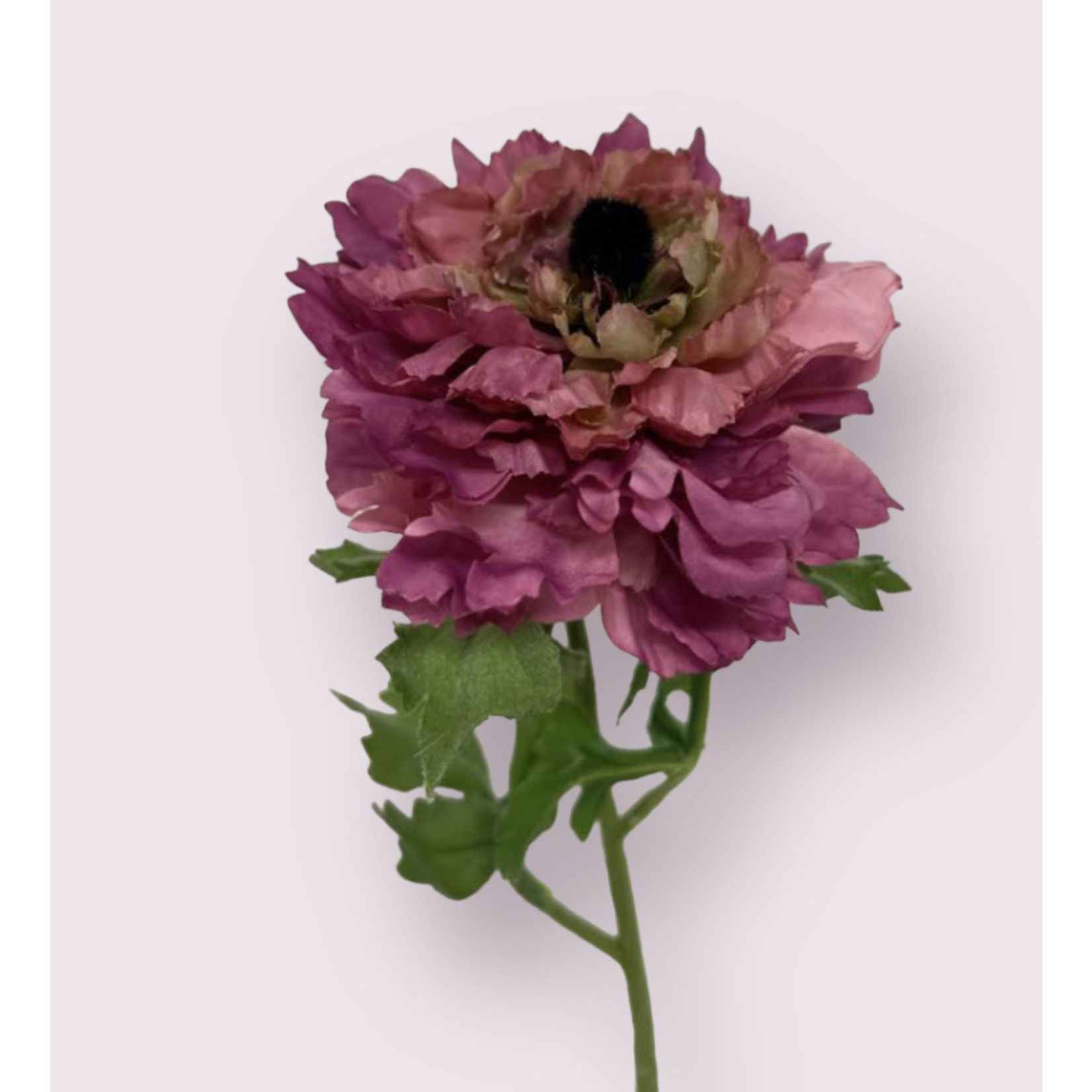 RANUNCULUS PICOTEE | PINK | 52 CM