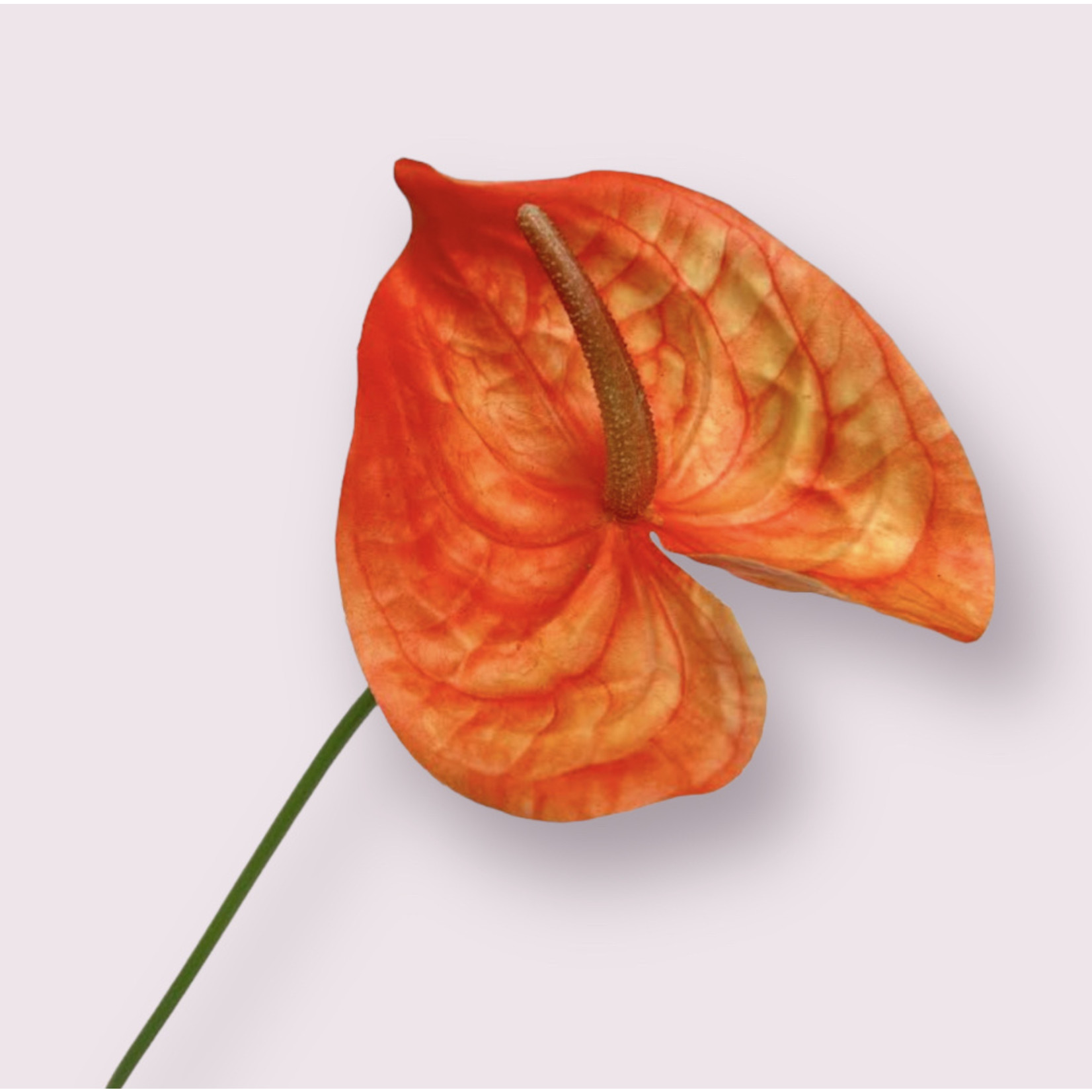 ANTHURIUM PRINCE OF ORANGE | ORANGE | 66 CM