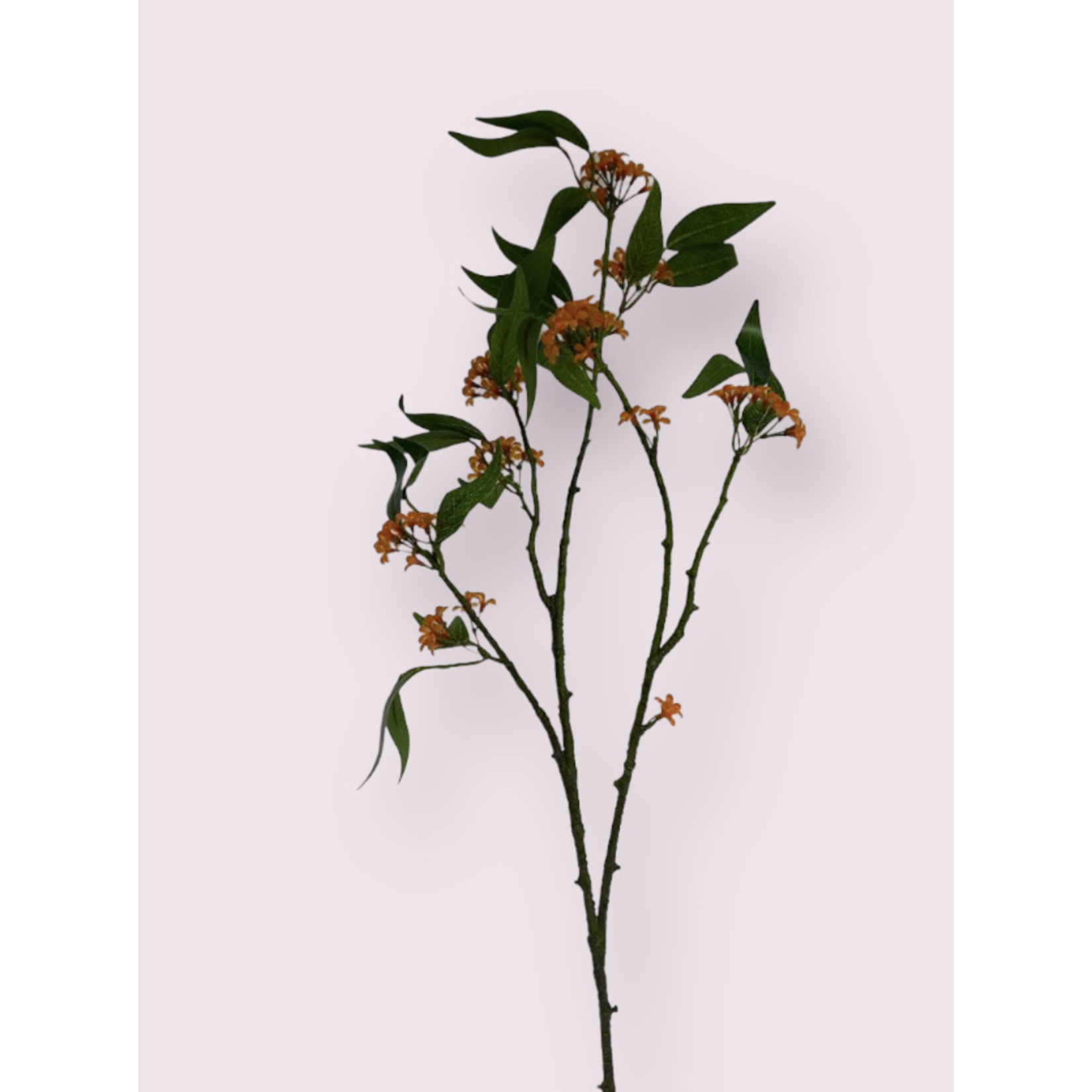 SCHIJNHULST FRAGRANS | ORANJE | 70 CM