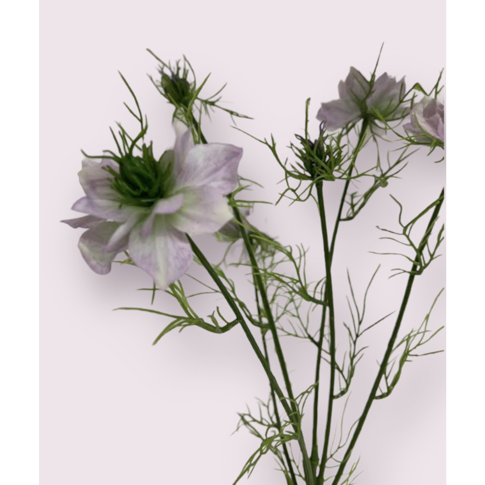 NIGELLA | PINK | 66 CM