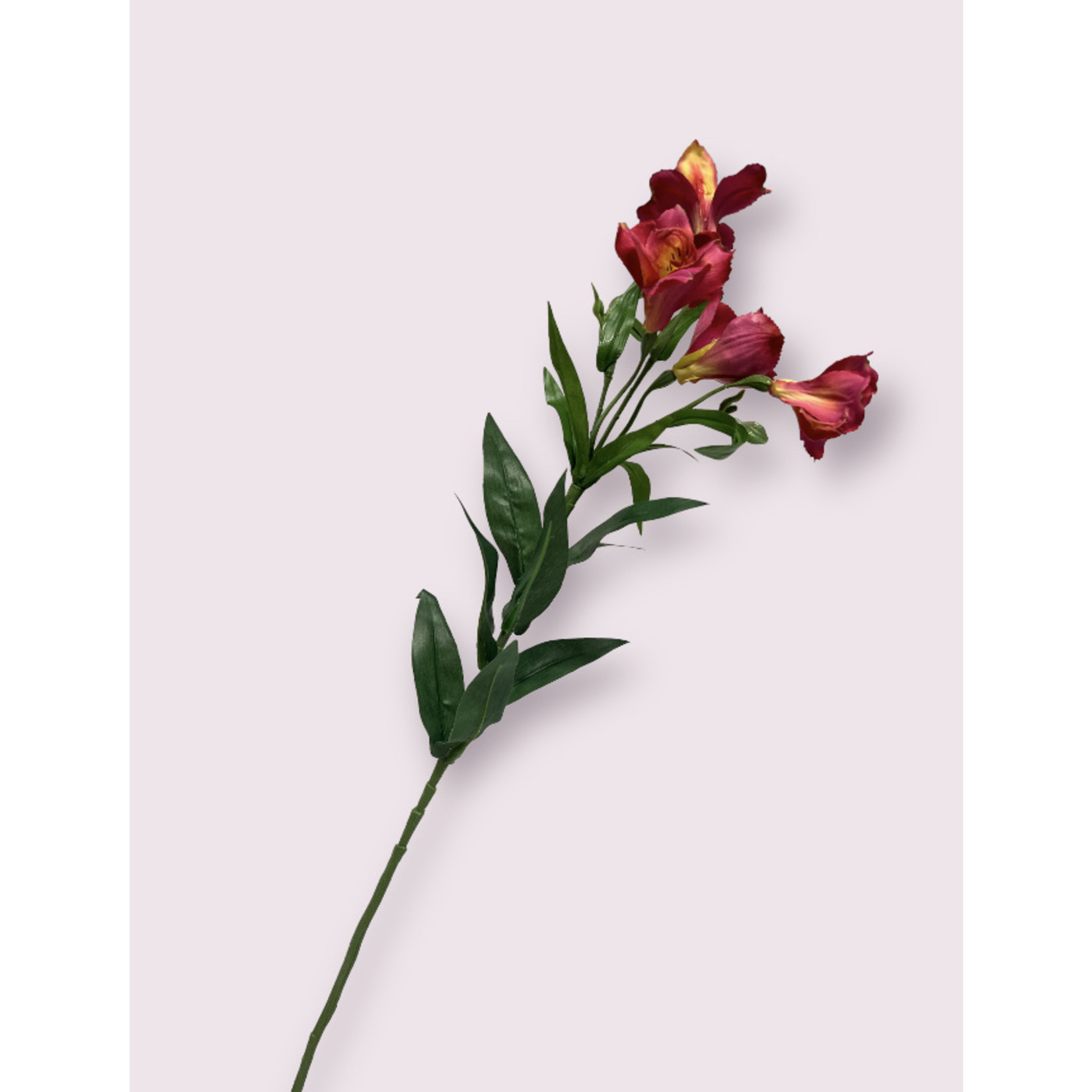 ALSTROEMERIA PRINCESS LETITZIA | FUCHSIA | 75 CM