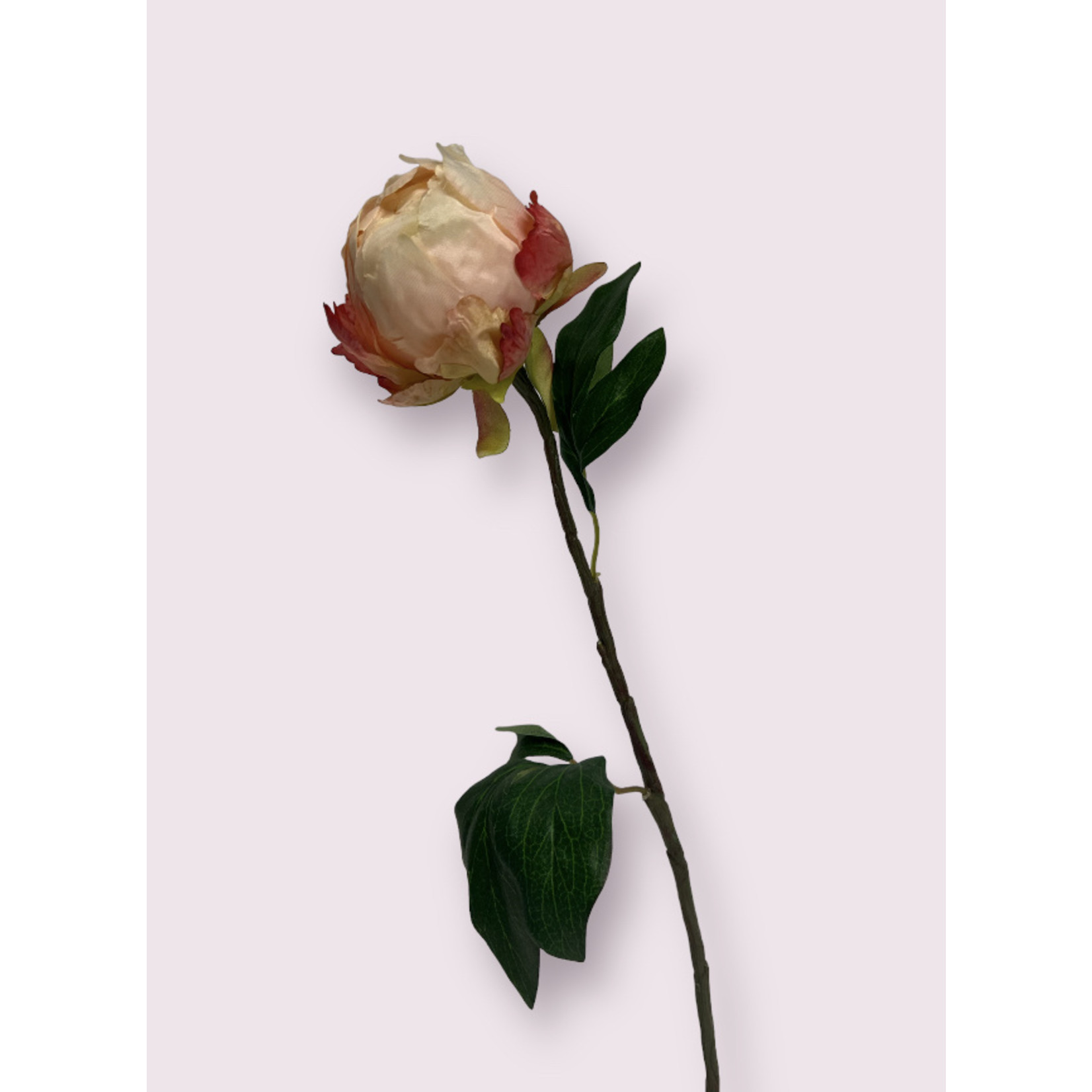 PEONY BARONESSE  PINK | 52 CM