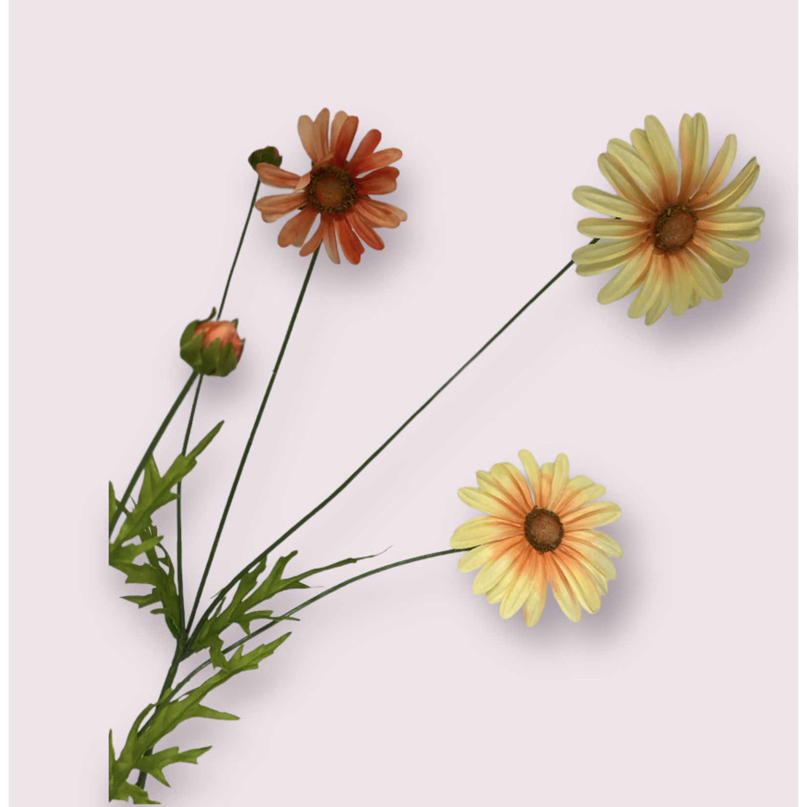 OX EYE DAISY DOROTHY| ORANGE | 92 CM