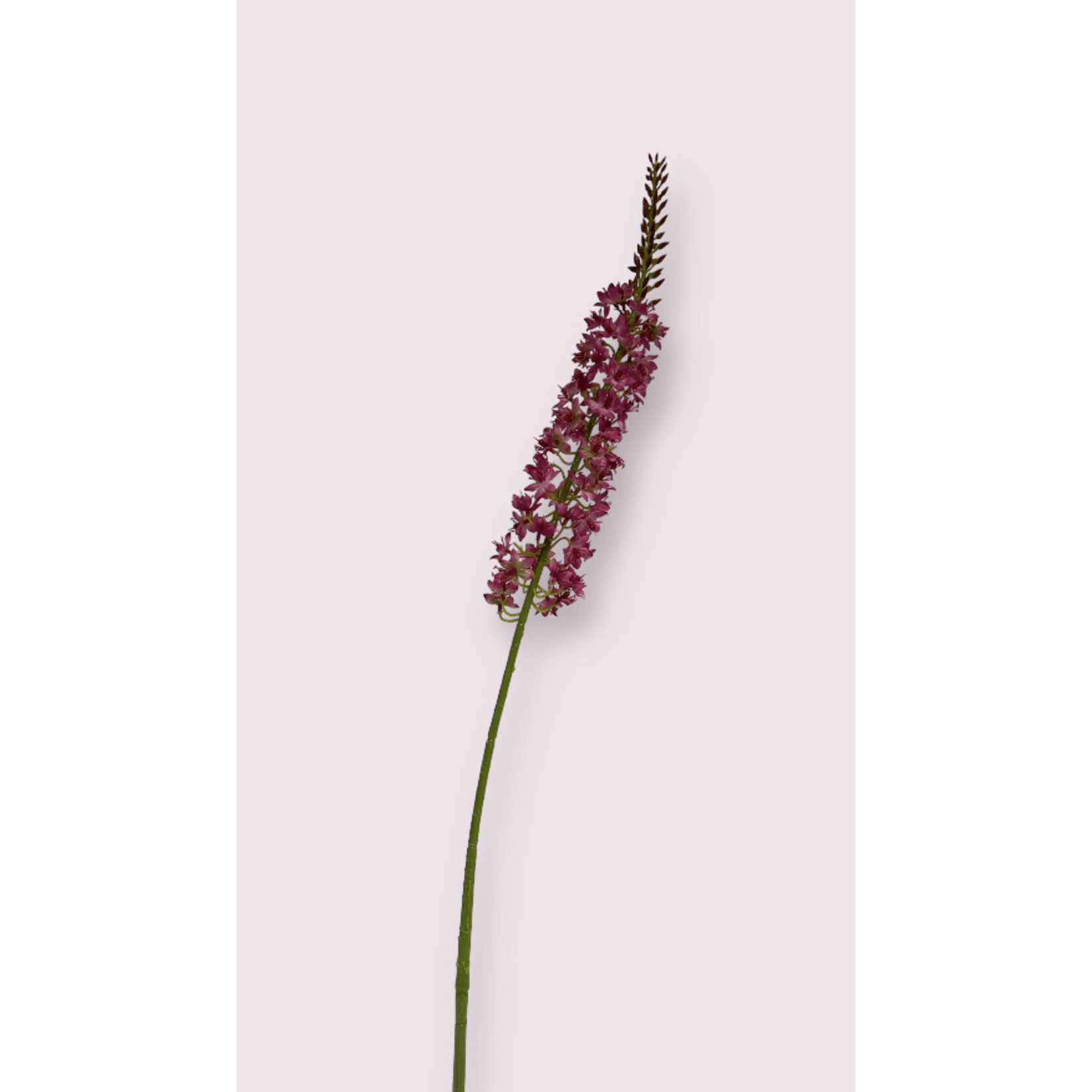 EREMURUS | FUCHSIA | 82 CM