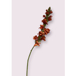 SNAPDRAGON |ORANGE | 75 CM