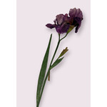 IRIS | PURPLE | 70 CM