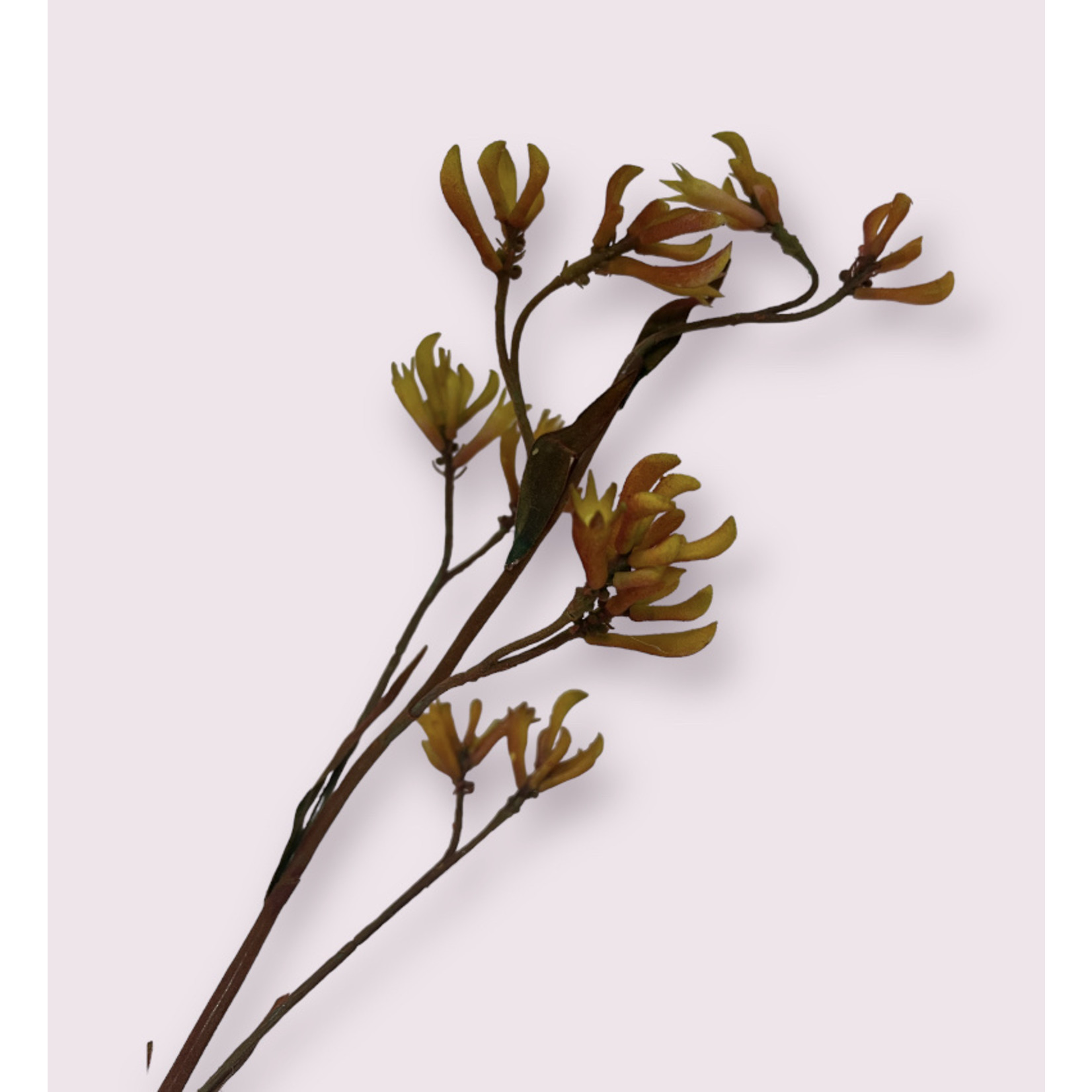 KANGAROOPAW FLAVIDUS| YELLOW | 94 CM