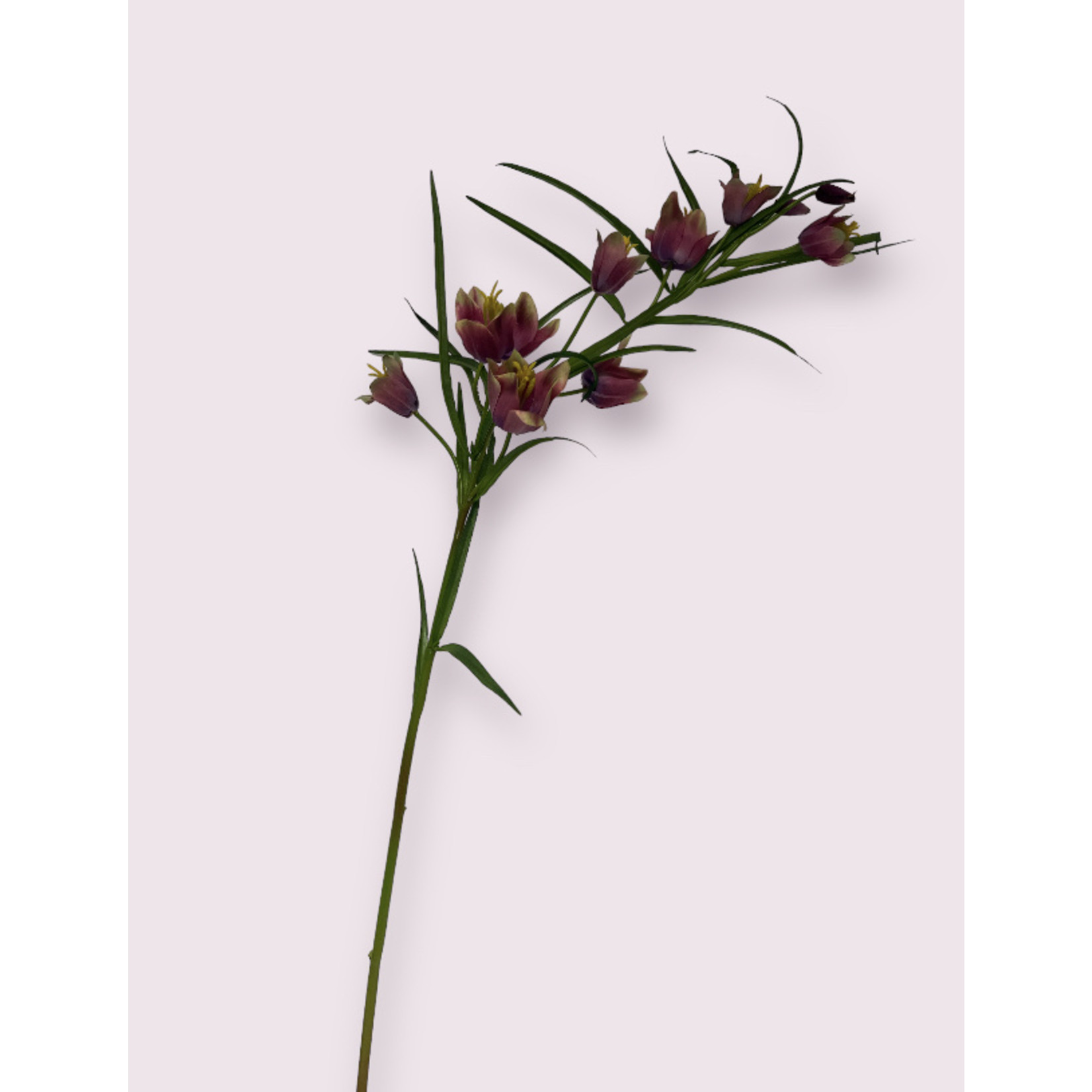 FRITILLARIA | FUCHSIA | 65 CM