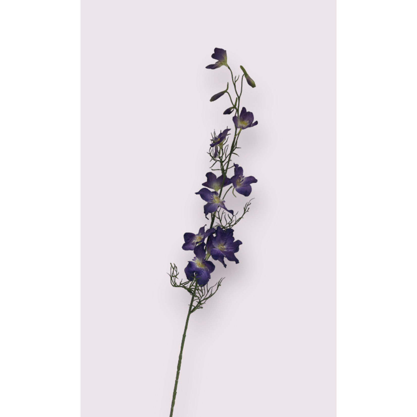 DELPHINIUM BLACK KNIGHT | PURPLE | 88 CM