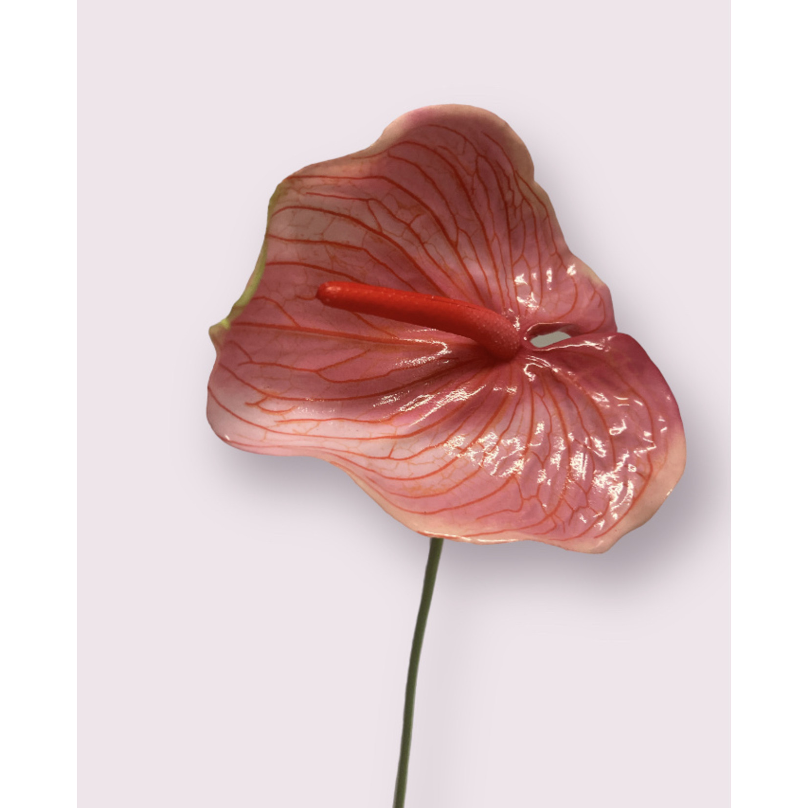 ANTHURIUM ARISTO | PINK | 70 CM