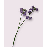 LATHYRUS |LILAC | 48 CM