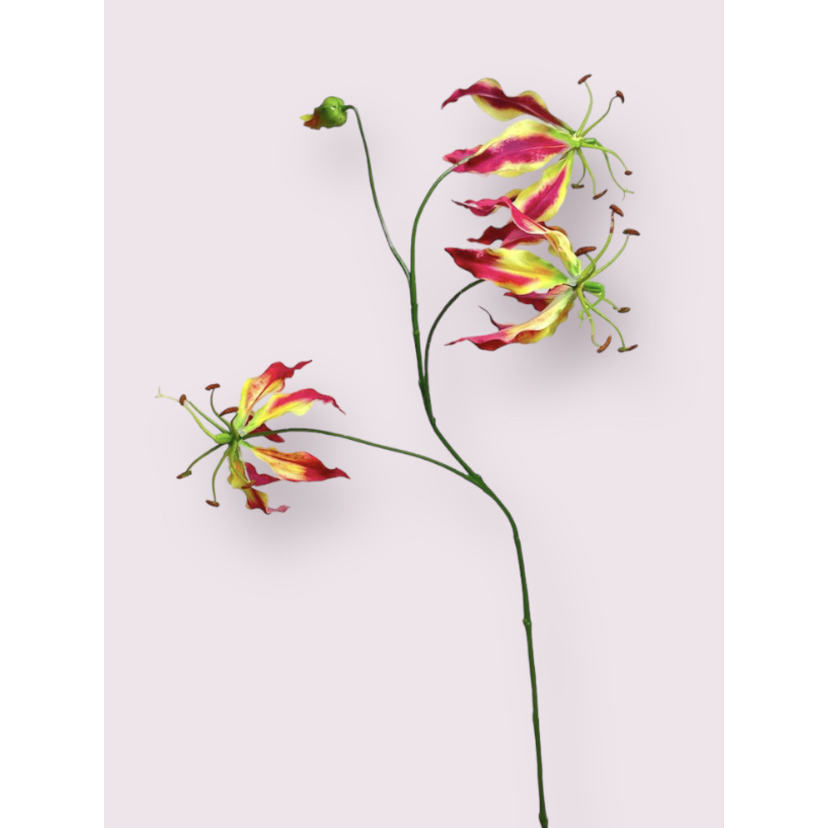 GLORIOSA | FUCHSIA | 80CM