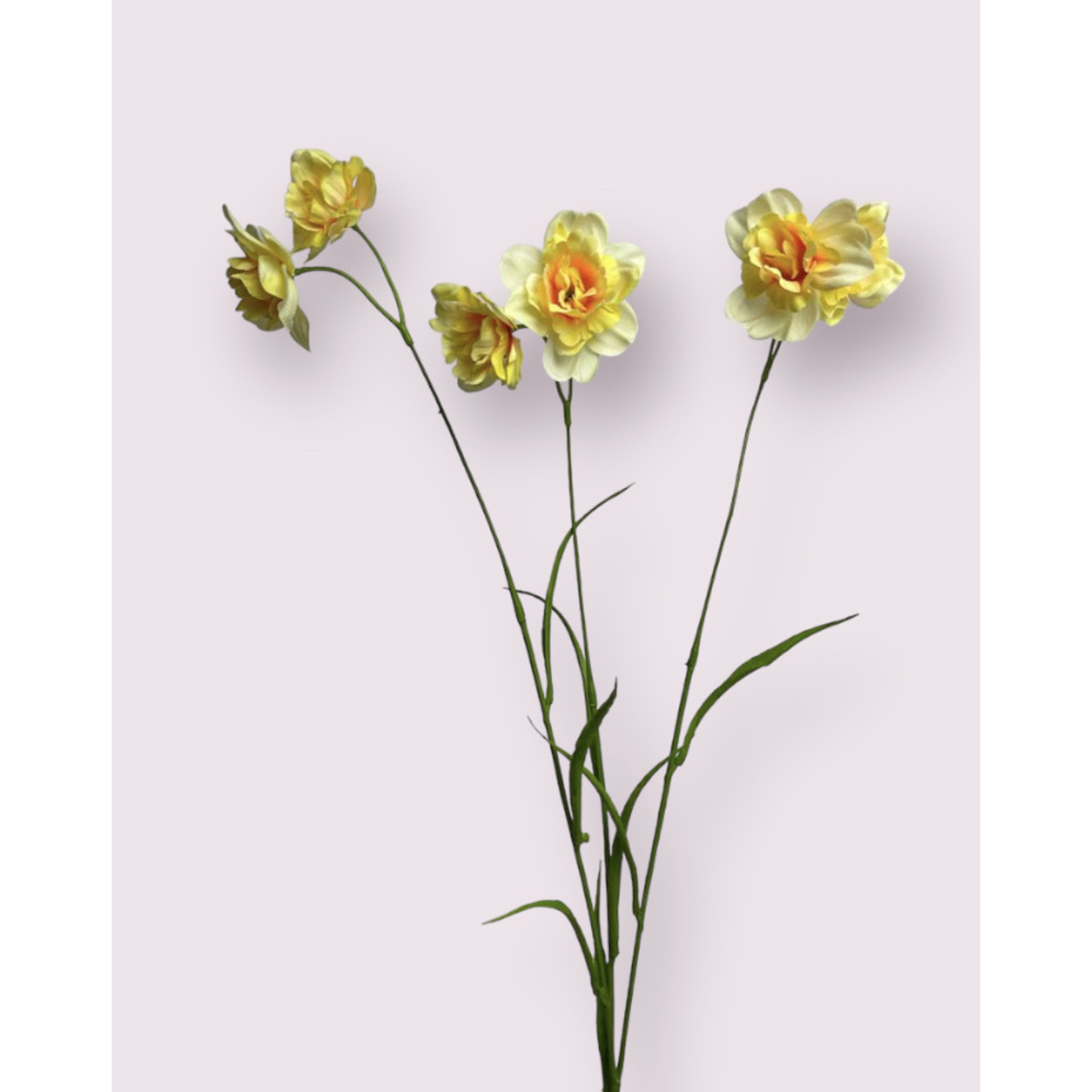 NARCIS HAITI | GEEL | 68 CM