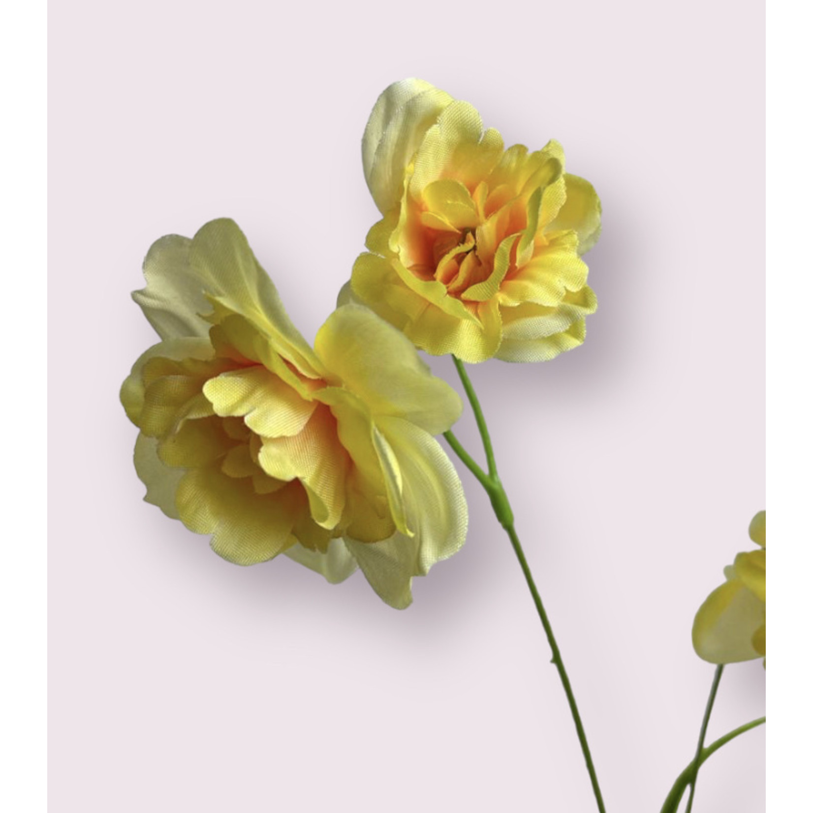 NARCIS HAITI | GEEL | 68 CM