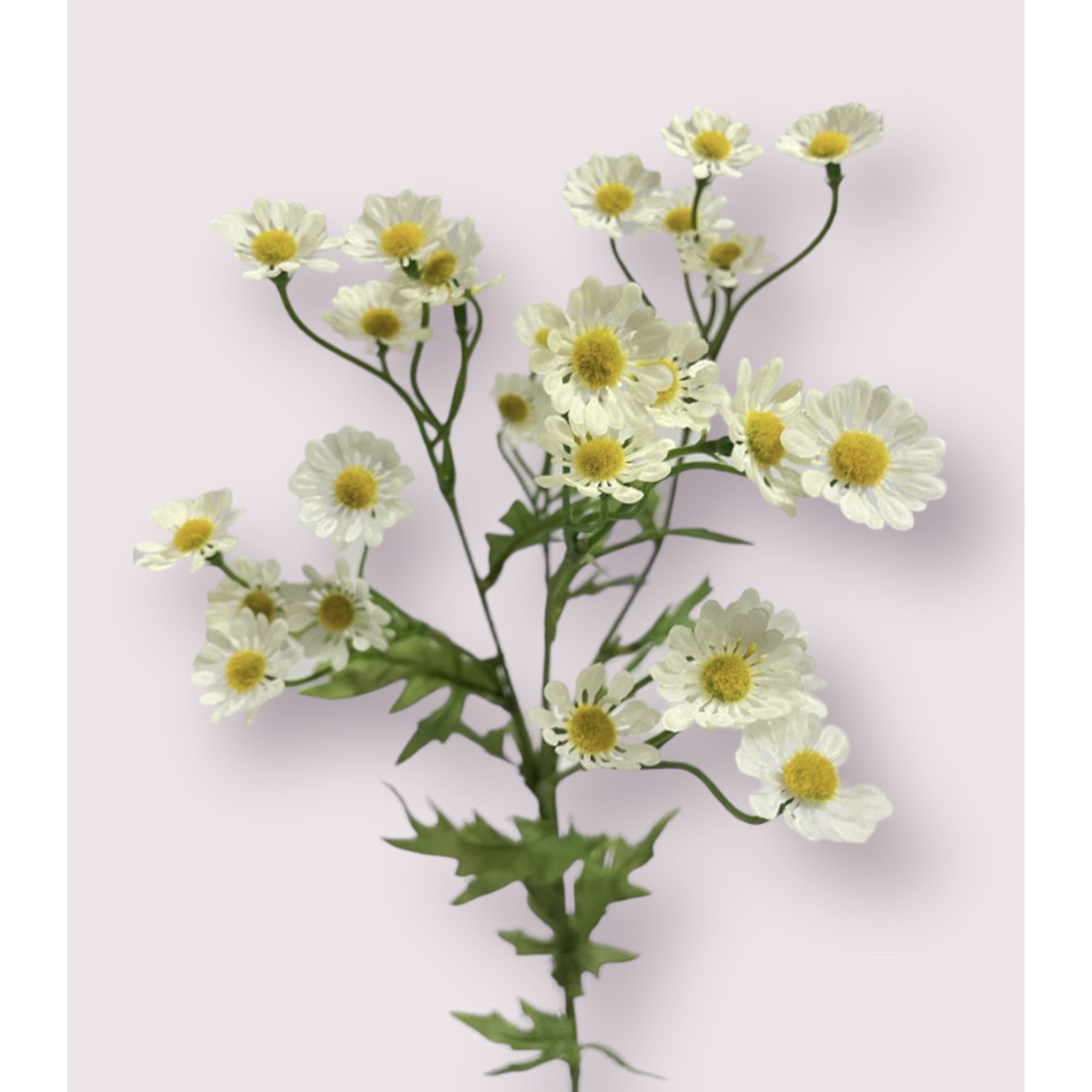 CHAMOMILE| WHITE | 60 CM