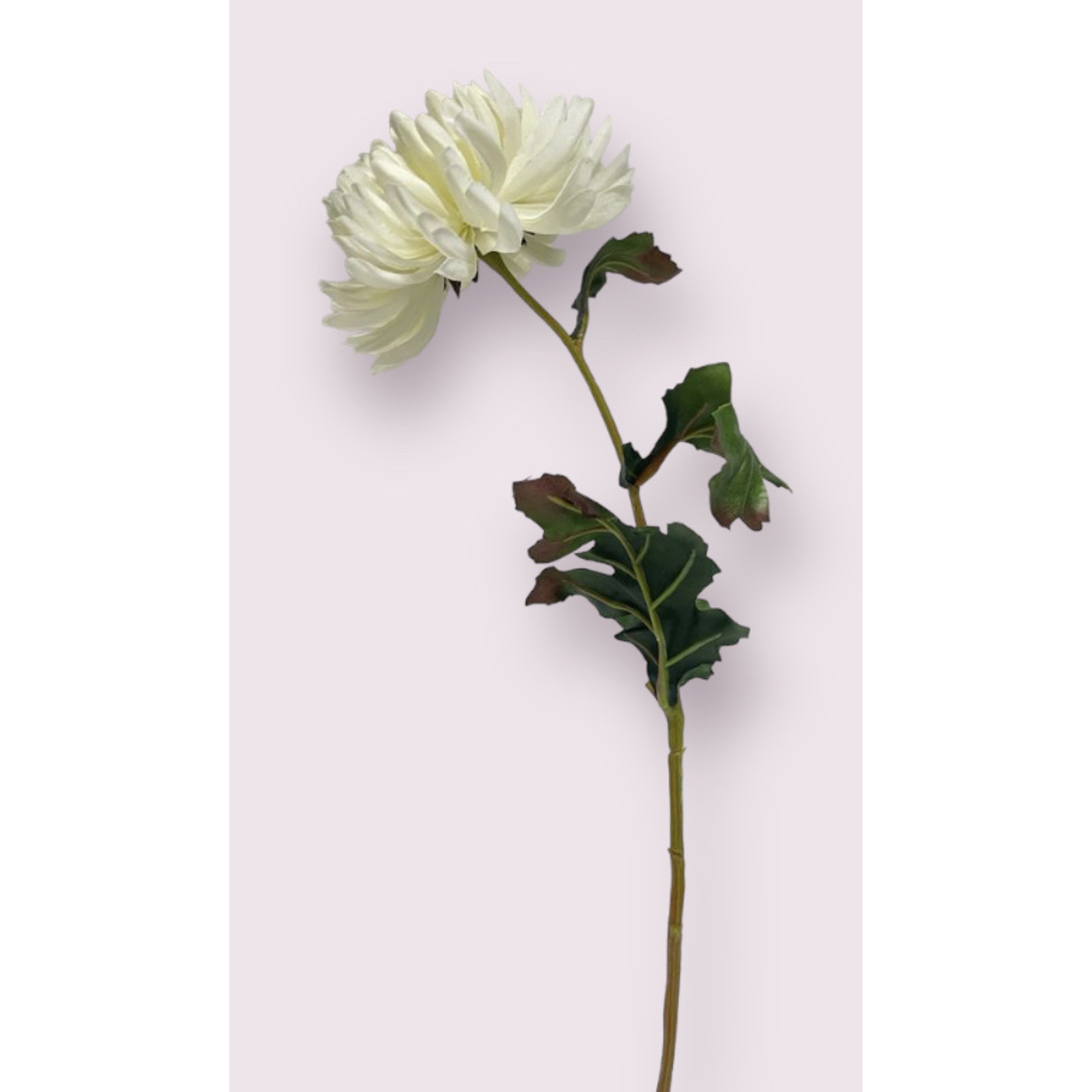 CHRYSANT ANTONOV | WIT | 60 CM