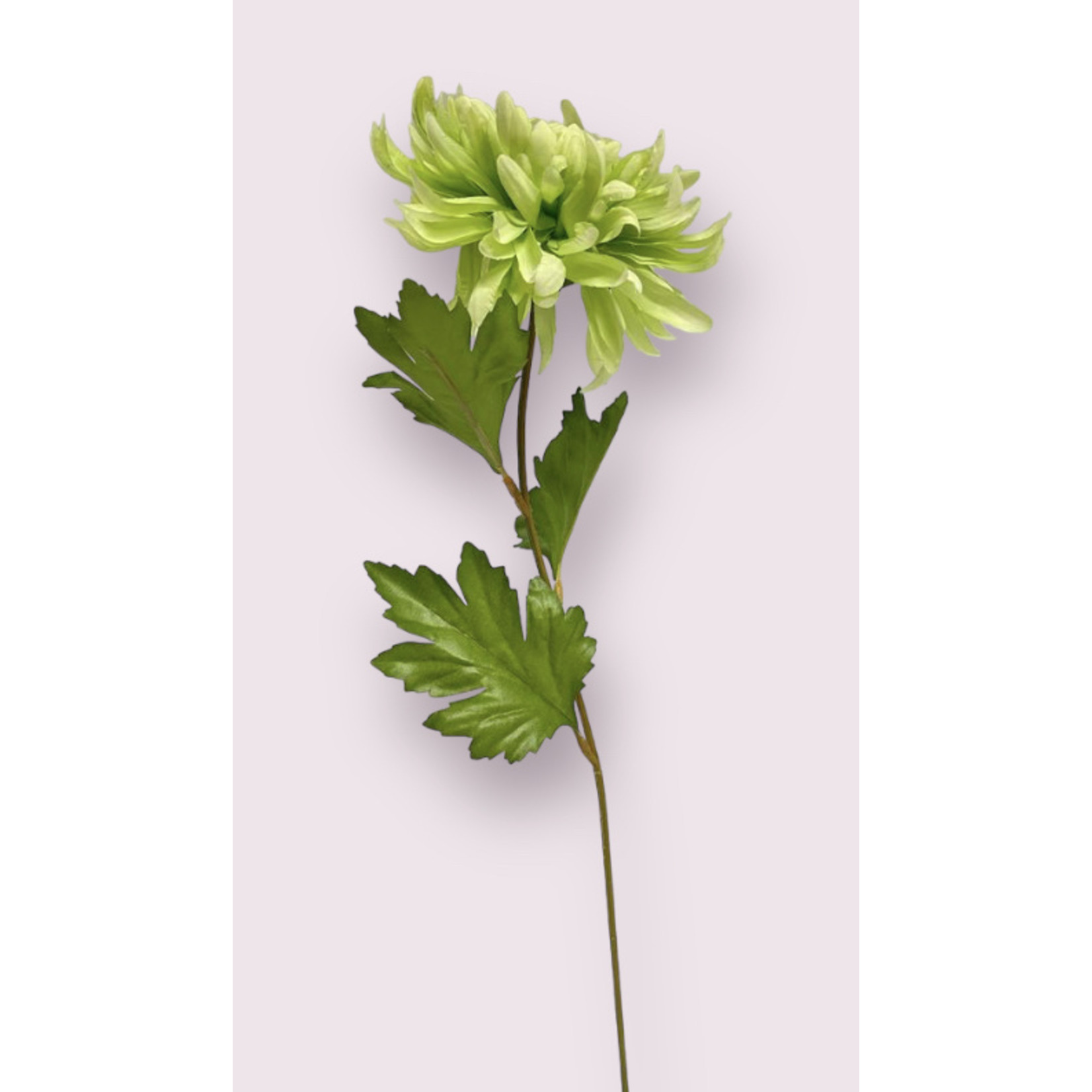 CHRYSANTHEMUM AVOCADO | GREEN | 60 CM