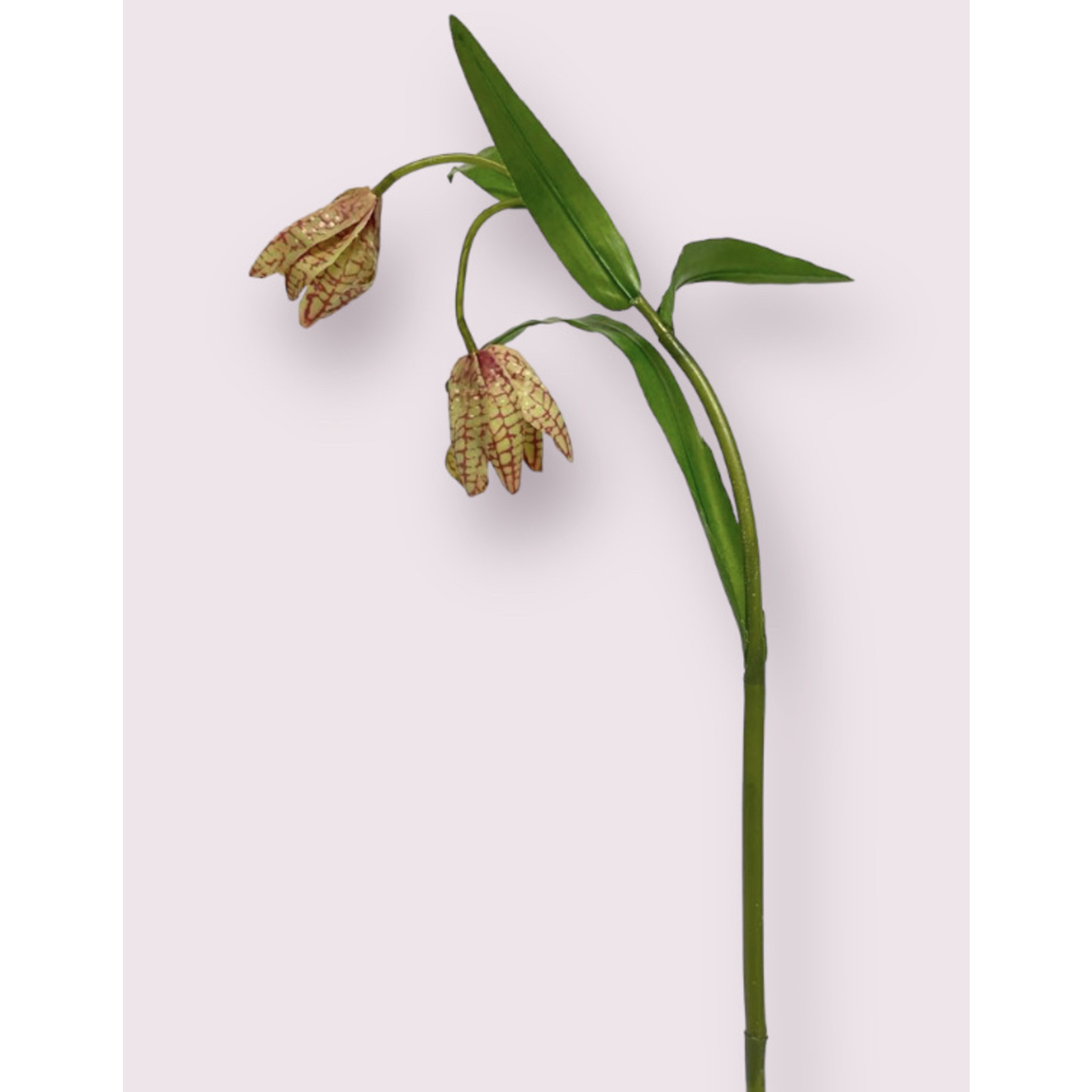 FRITILLARIA ACMOPETALA | GREEN PURPLE | 50 CM