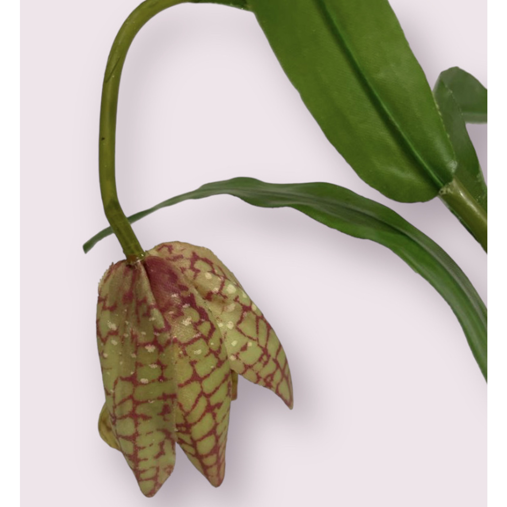 FRITILLARIA ACMOPETALA | GREEN PURPLE | 50 CM